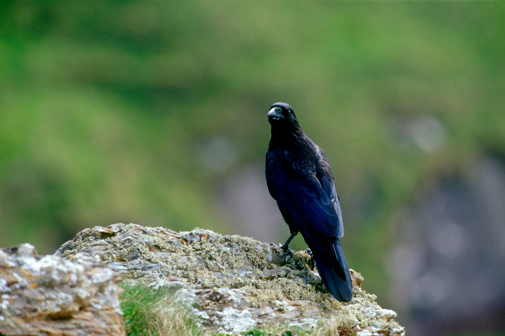 Juvenile Raven perched on a cliff top