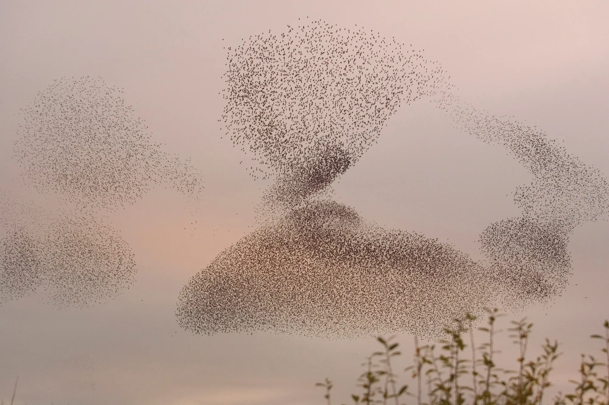 Starling murmuration at Ham Wall.
