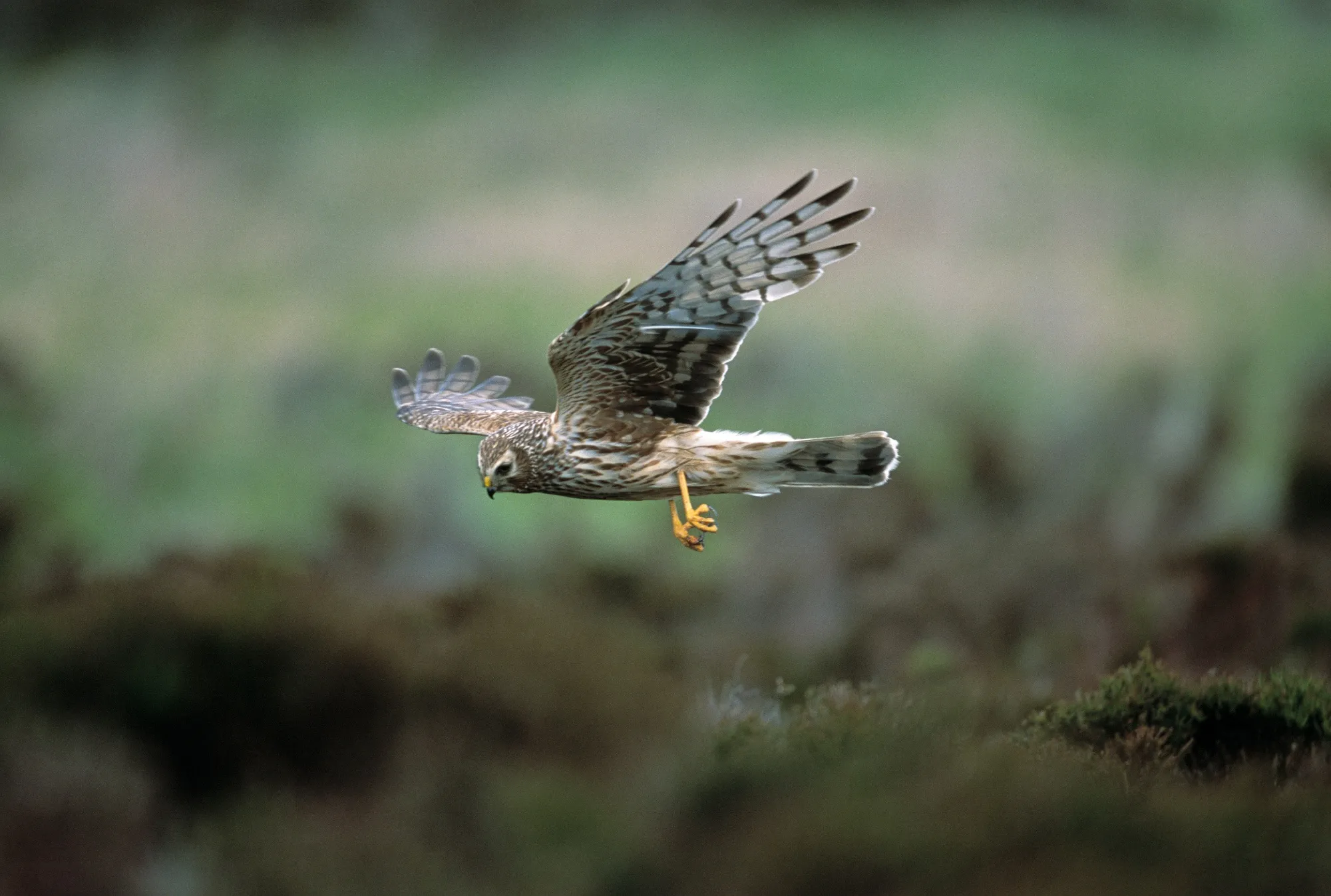 A female Hen Harrier swoops across a green landscape.