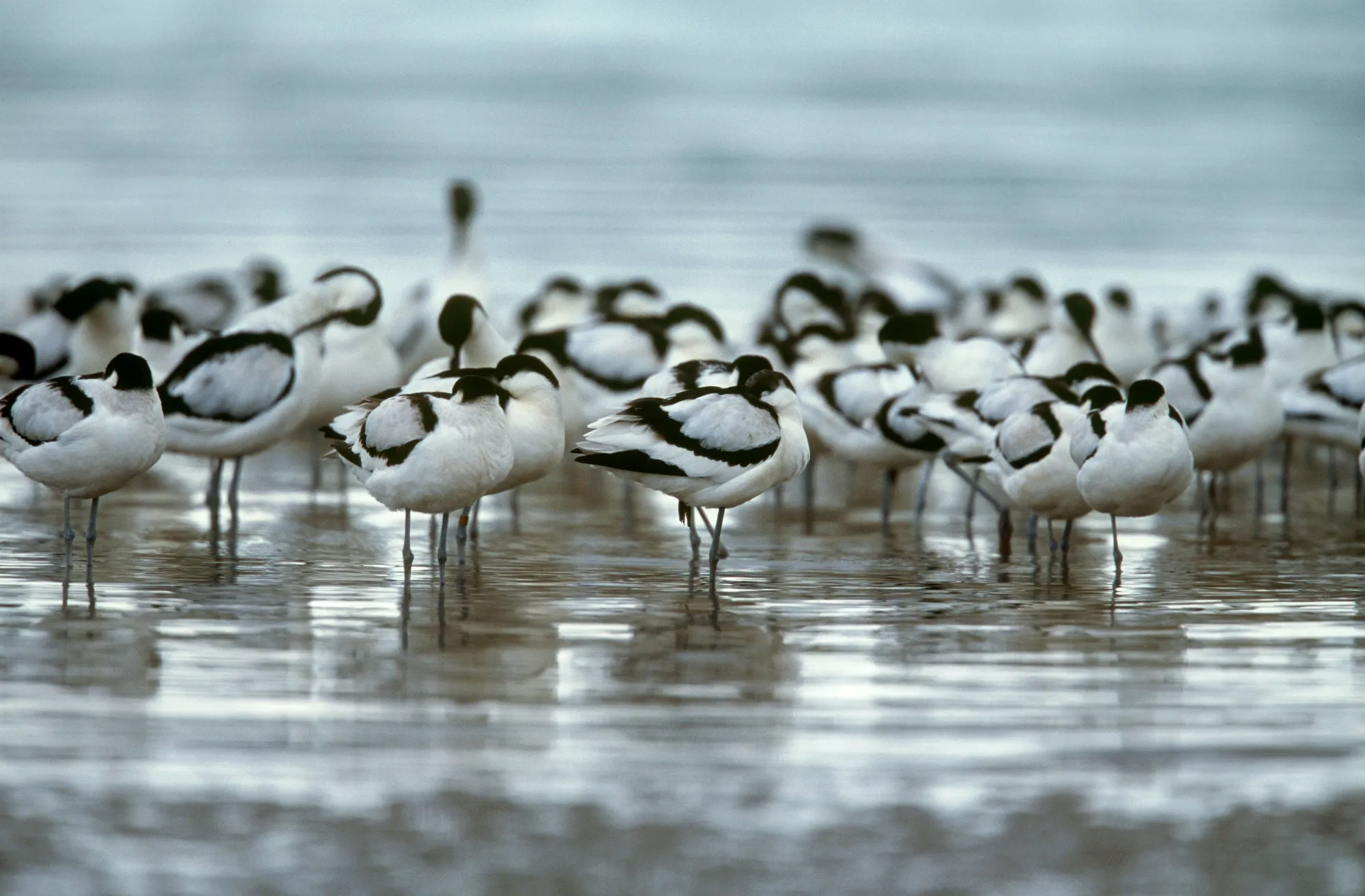 Avocets on mud
