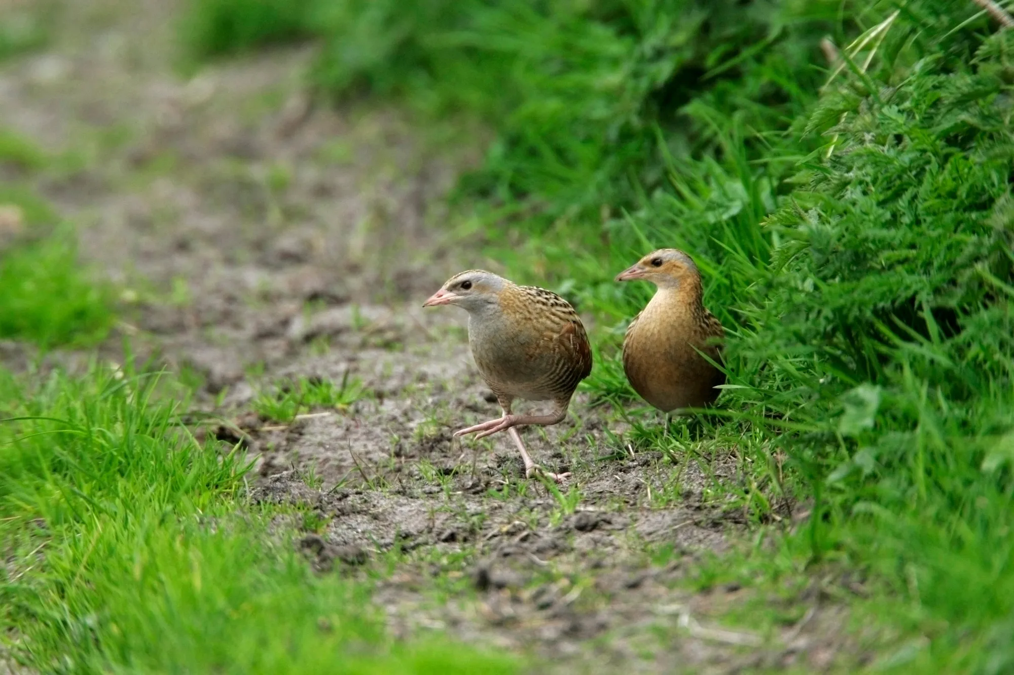 Planting nettles on farmland provide crucial habitat for endangered Corncrakes.