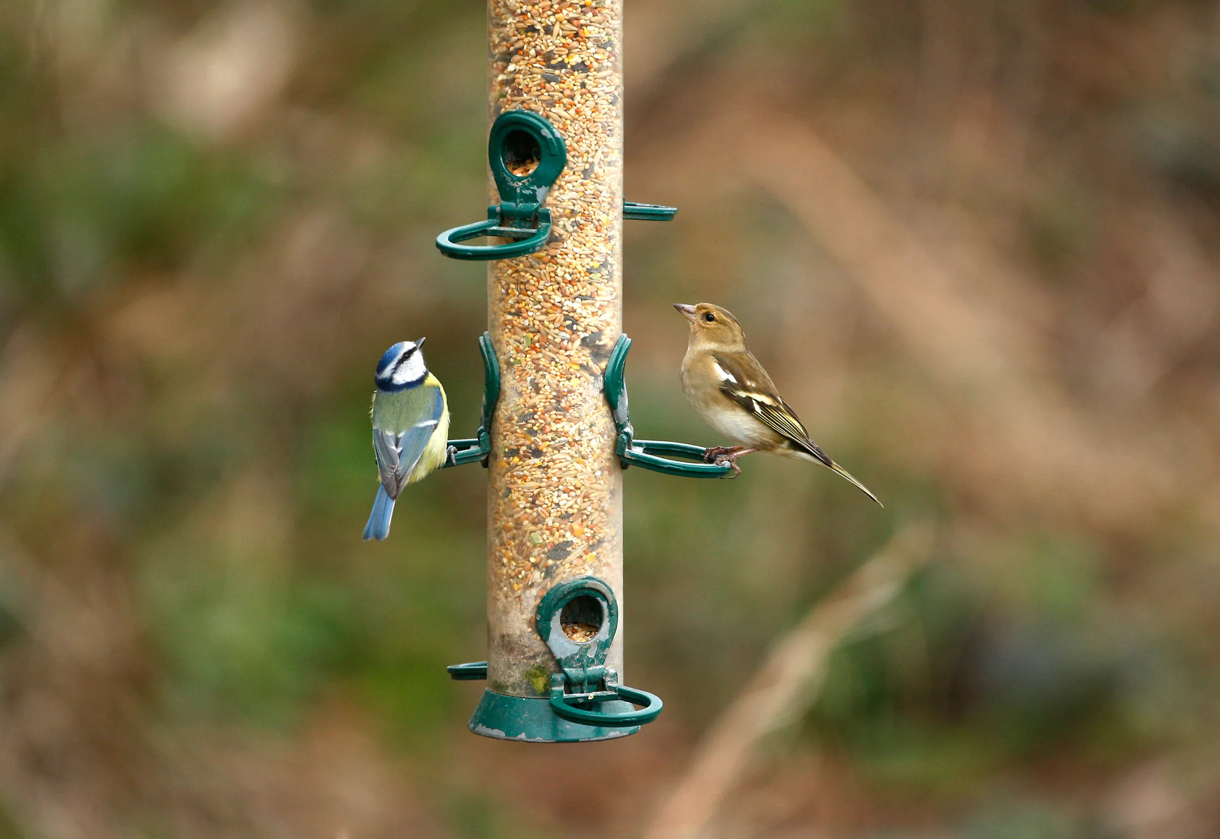 A cylindrical bird feeder, filled with seed, with a Blue Tit and a Chaffinch perched on it.