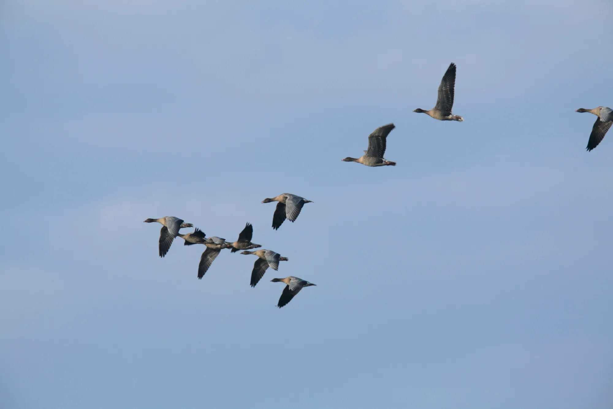 Pink-footed Geese, flock in flight