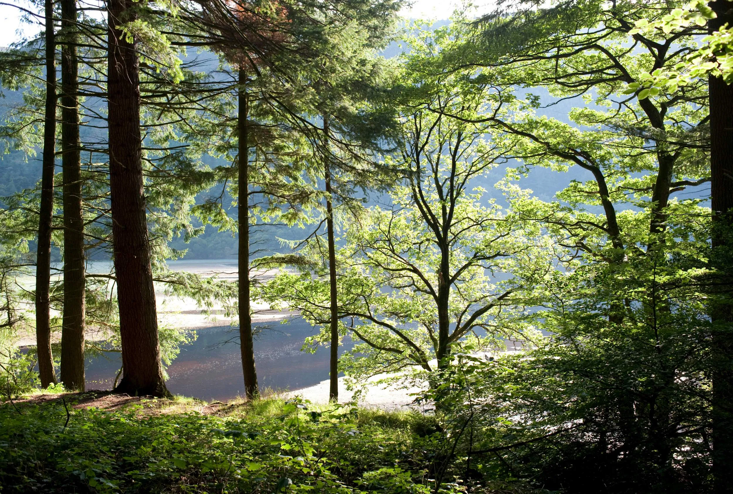 A view through the treeline and across the lake.
