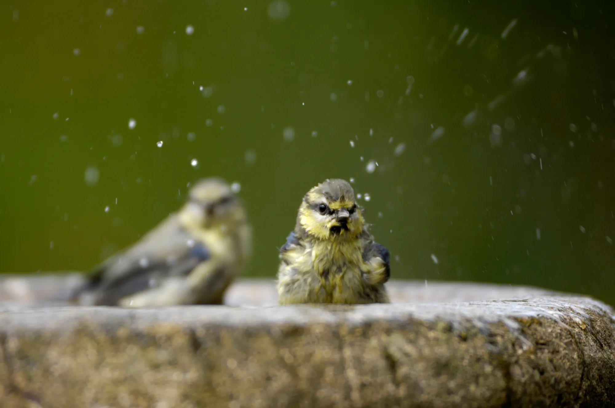 Two Blue Tits splashing about in a stone bird bath.