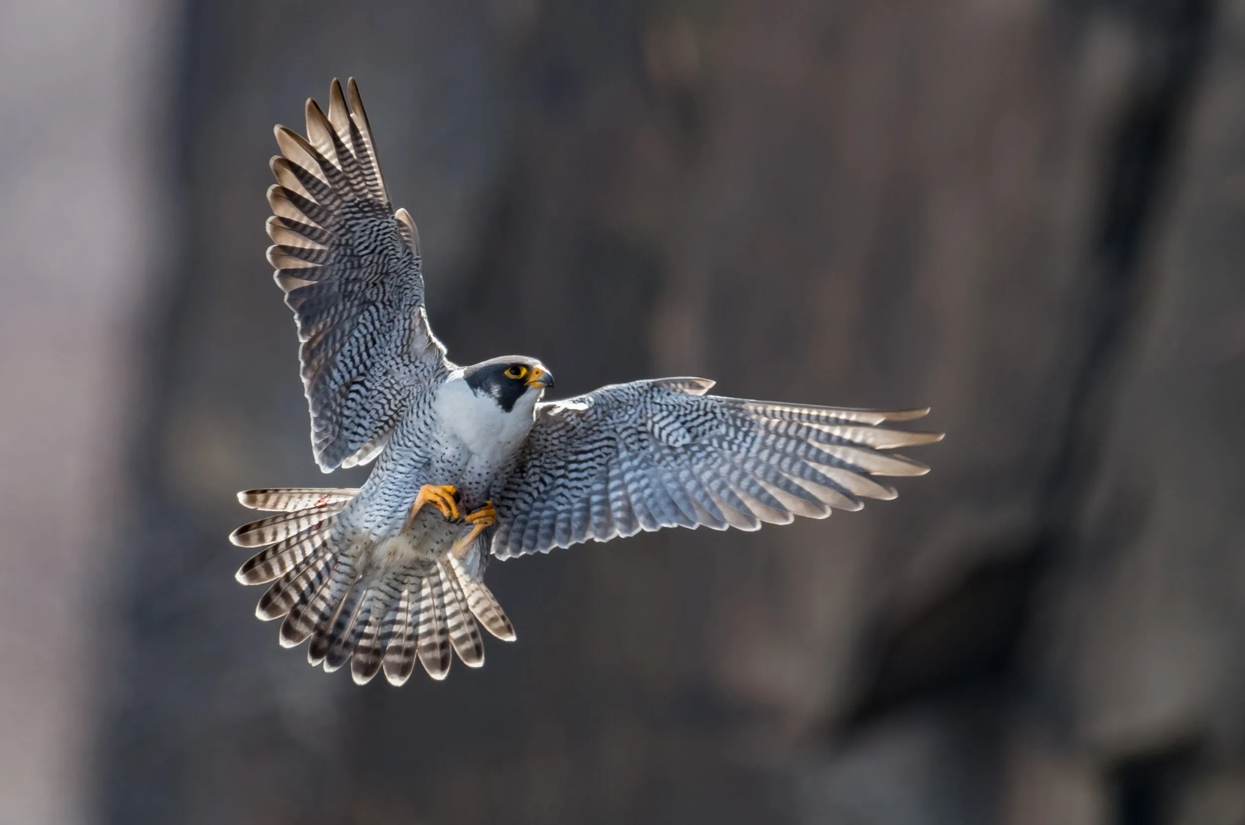 A lone Peregrine mid-flight.