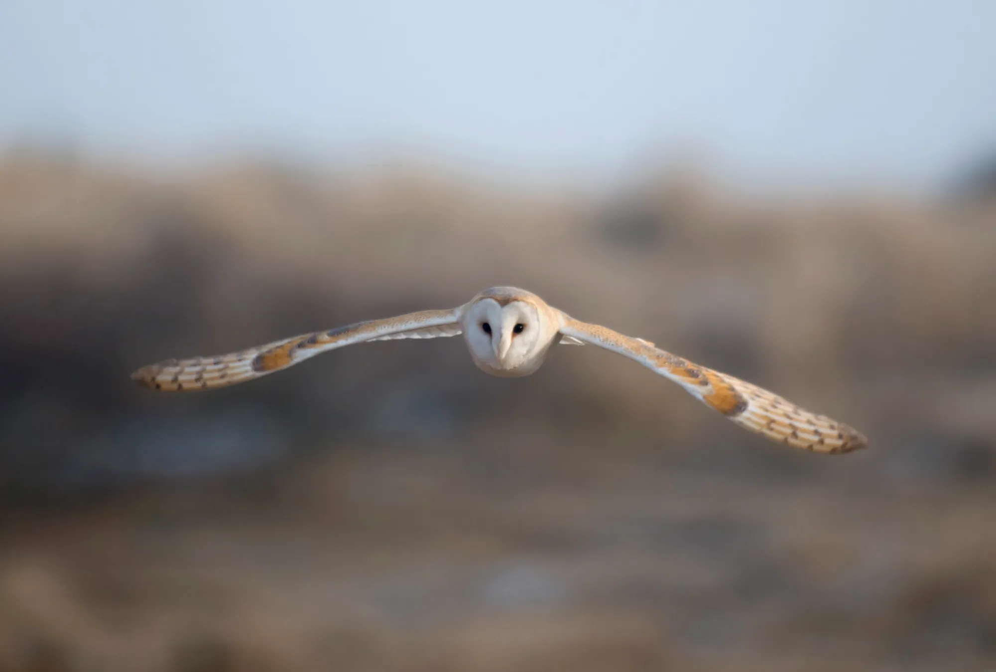 Barn Owl, hunting across a field