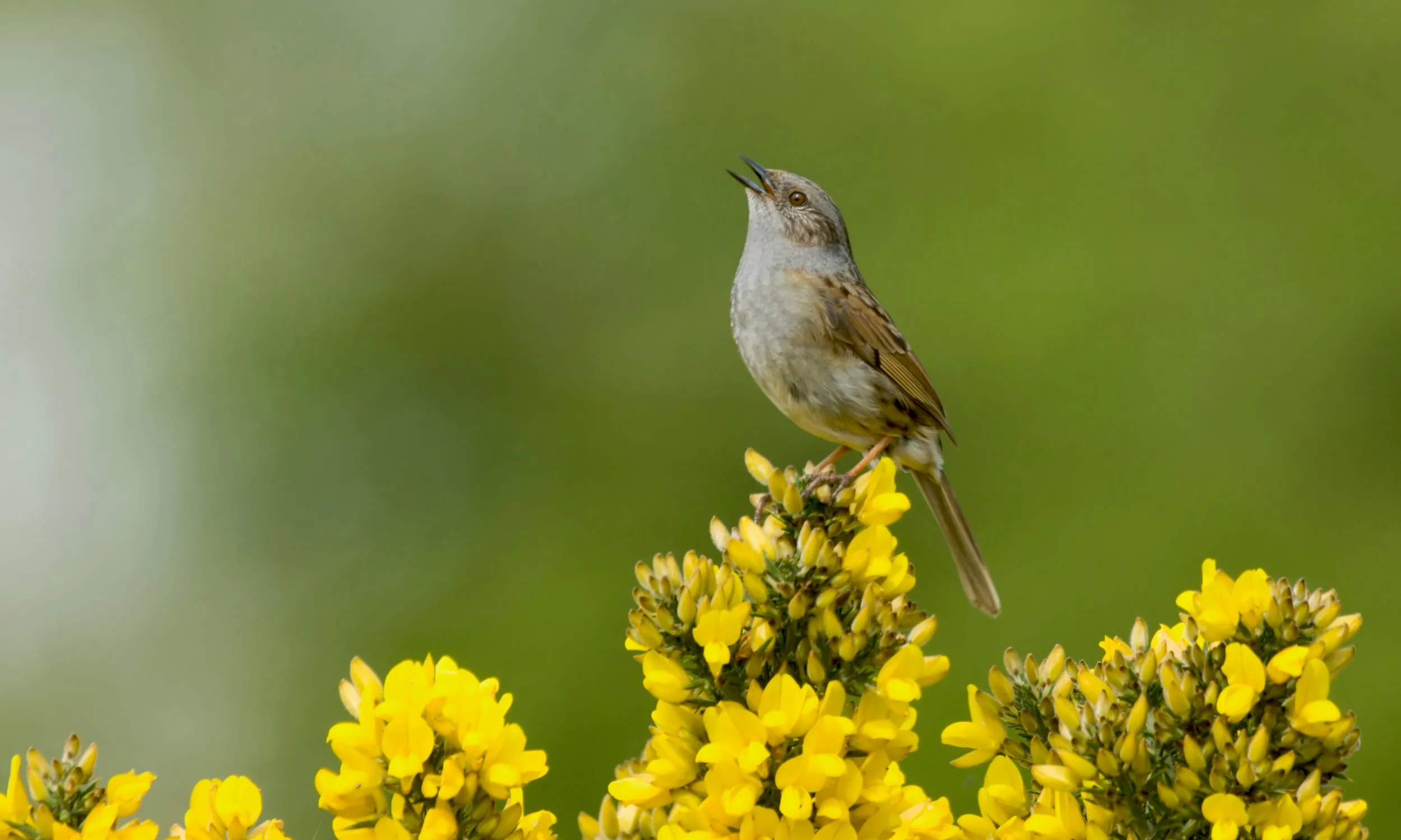 Dunnock singing from the top of a gorse bush.
