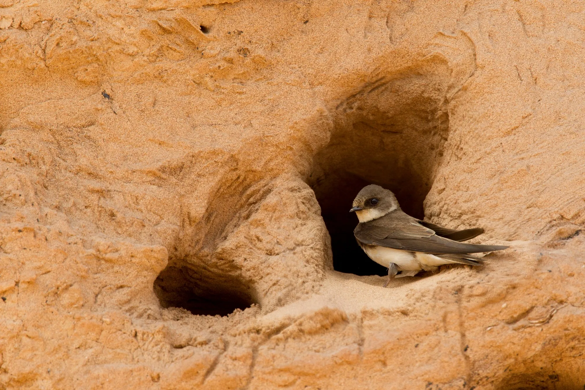 Sand Martin perched at the entrance of their burrow