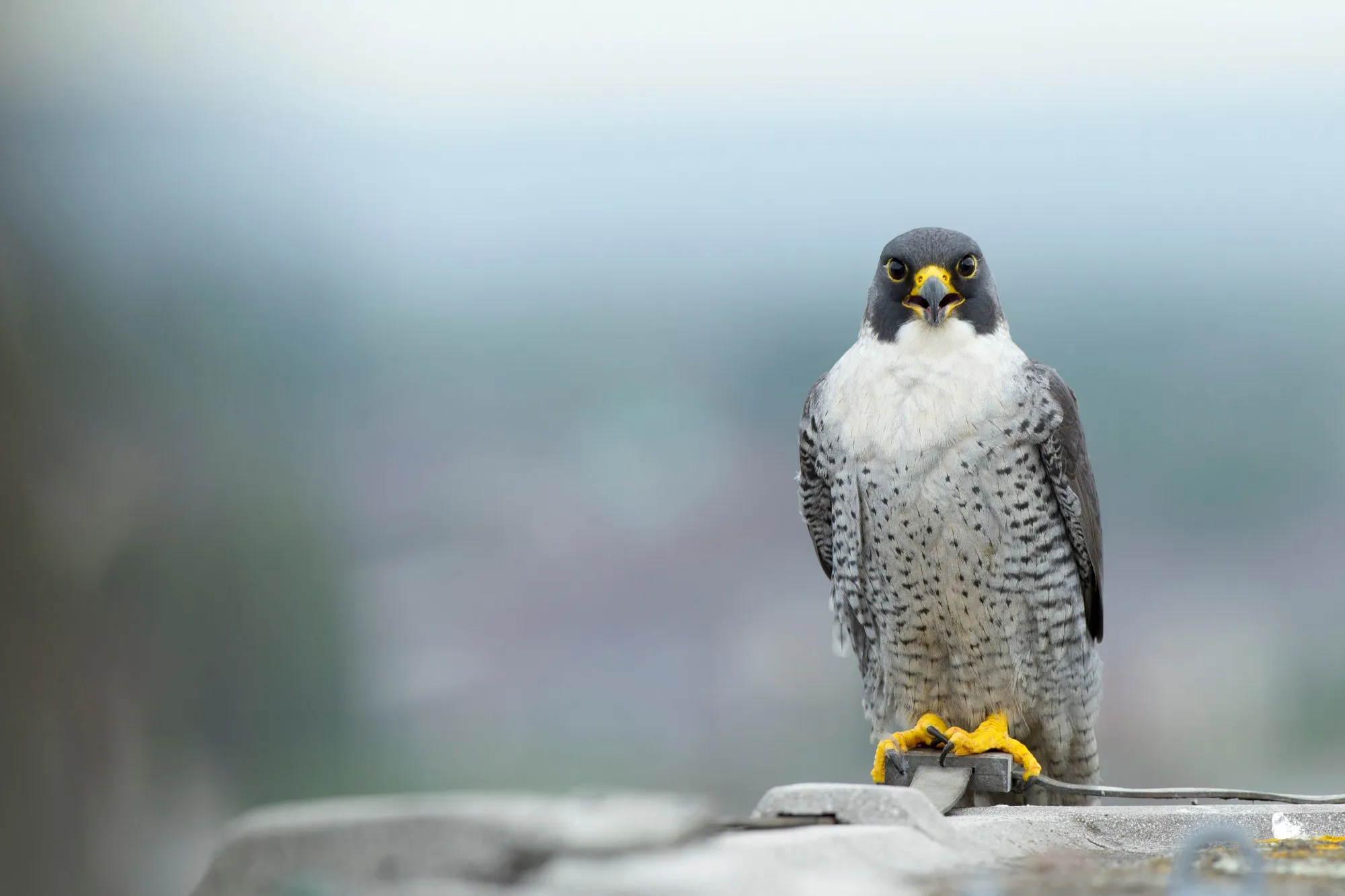 A lone Peregrine perched on hotel roof.