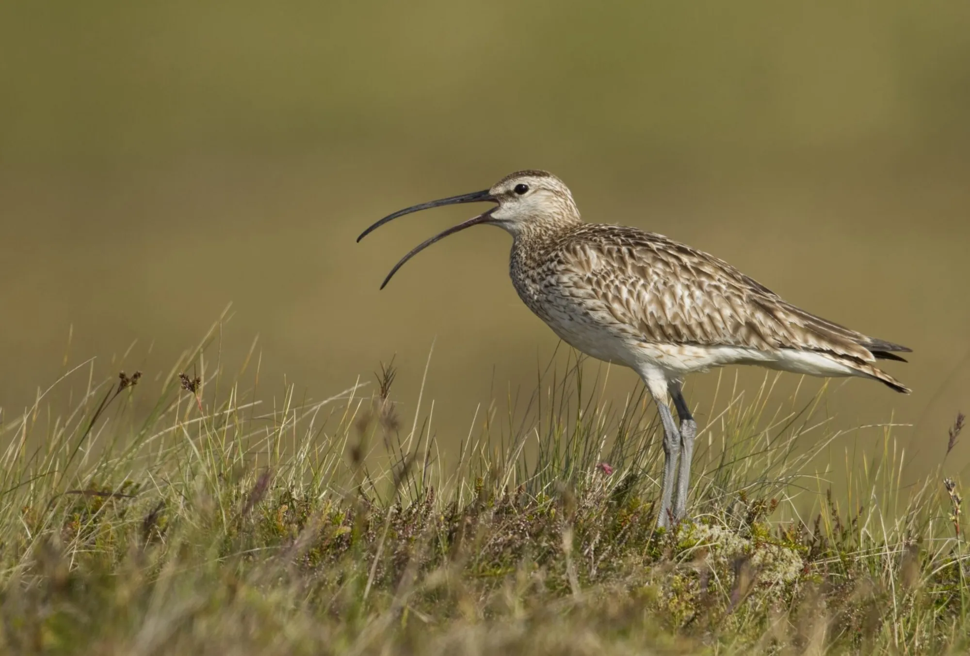 A lone Whimbrel stood in the grass calling with its beak open.