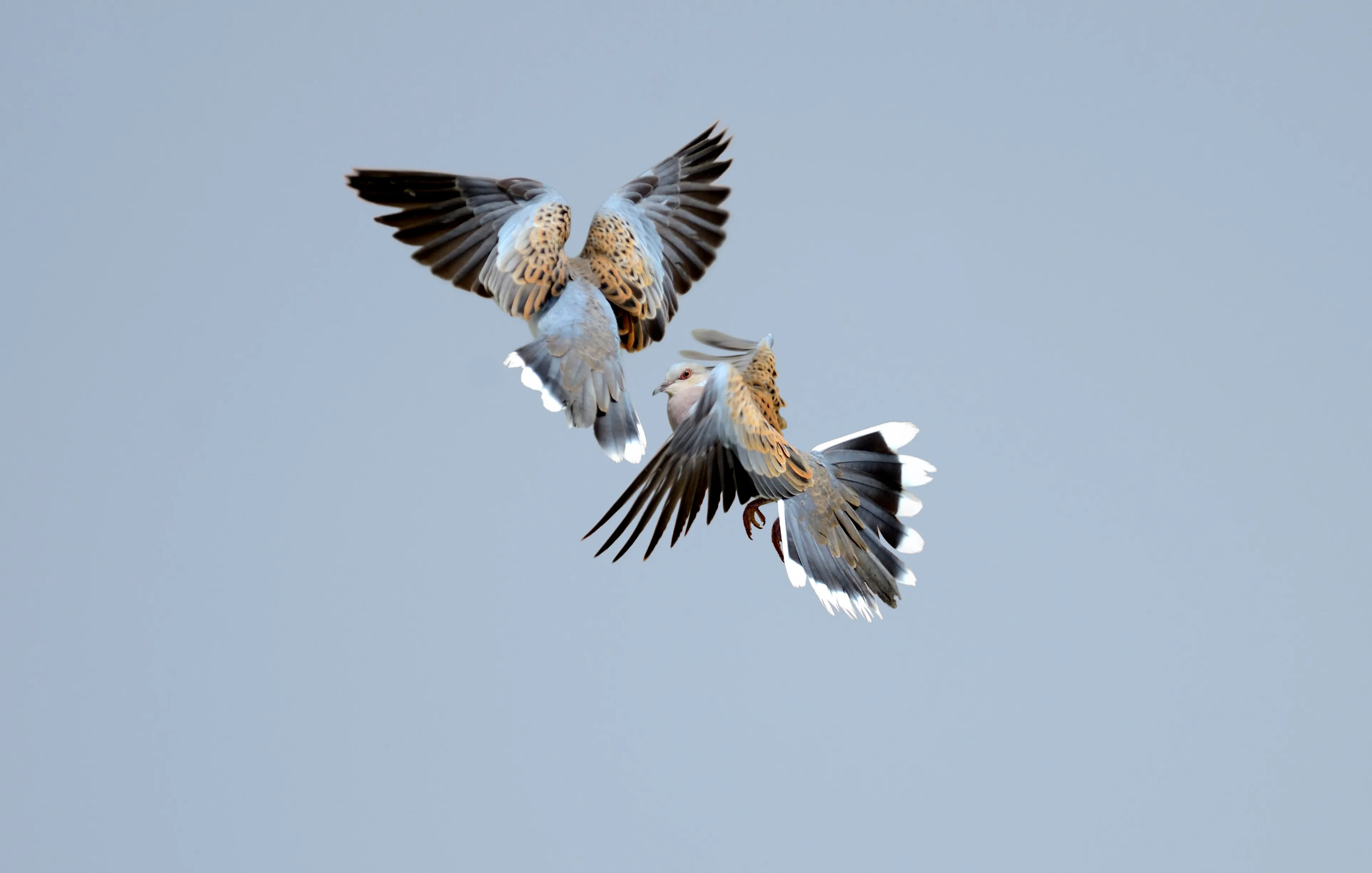 Two Turtle Doves in flight.