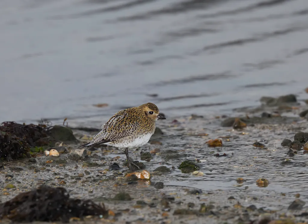 Golden Plover standing on foreshore in December.