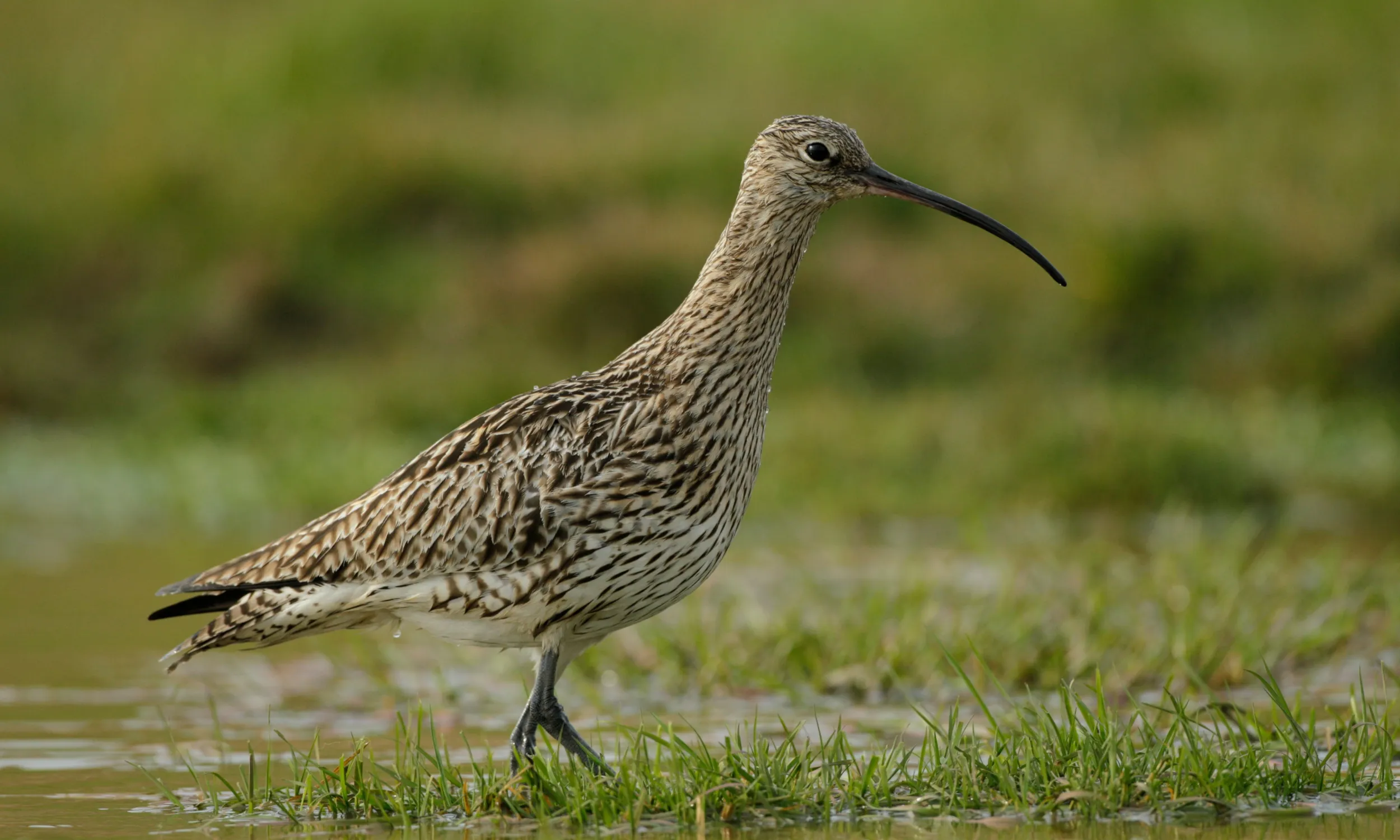 Curlew walking in shallow water, Geltsdale RSPB reserve
