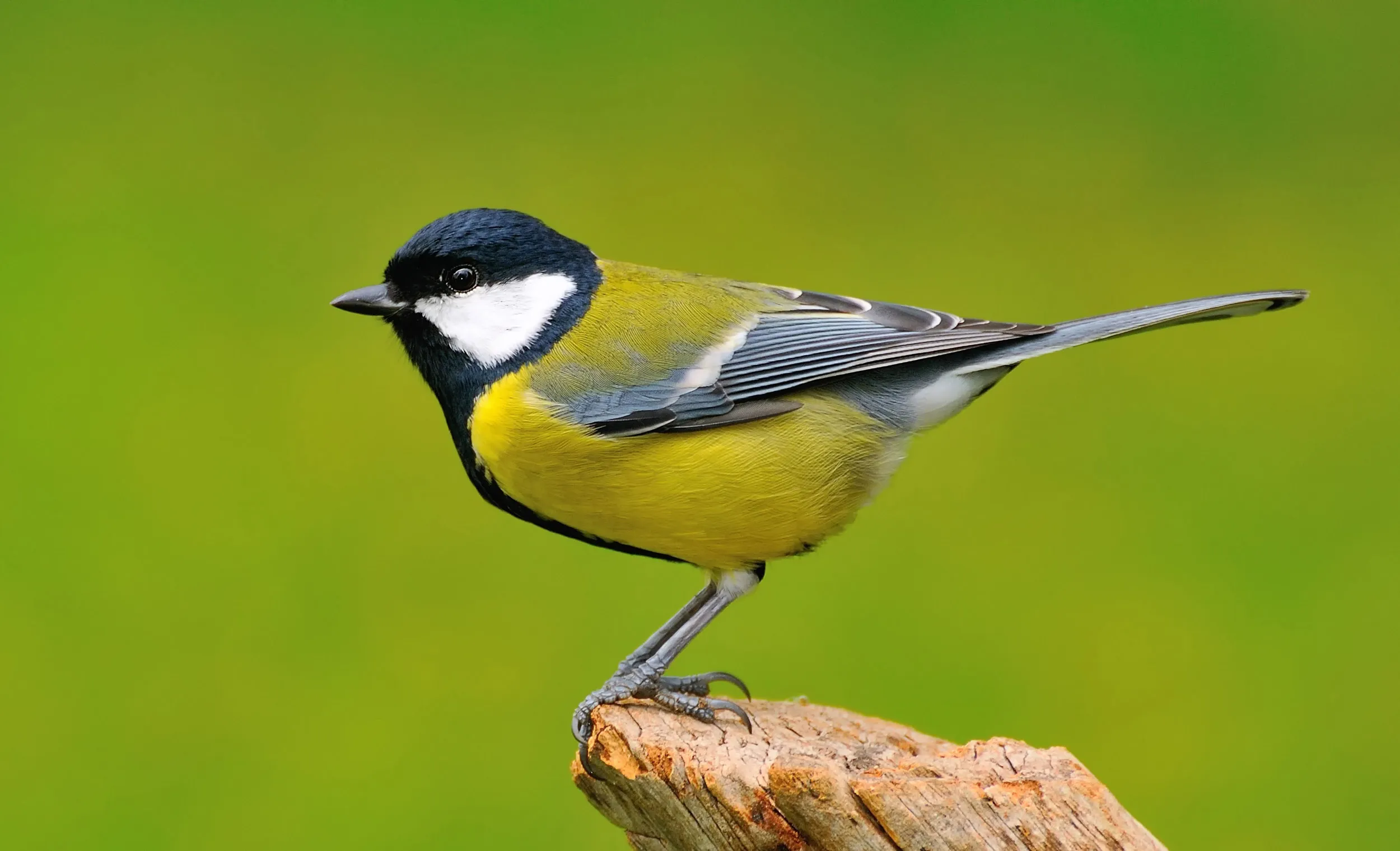 A lone Great Tit perched on a branch against a green background.
