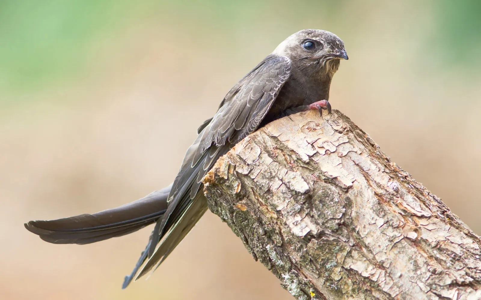 A juvenile Swift perched on a tree stump. 