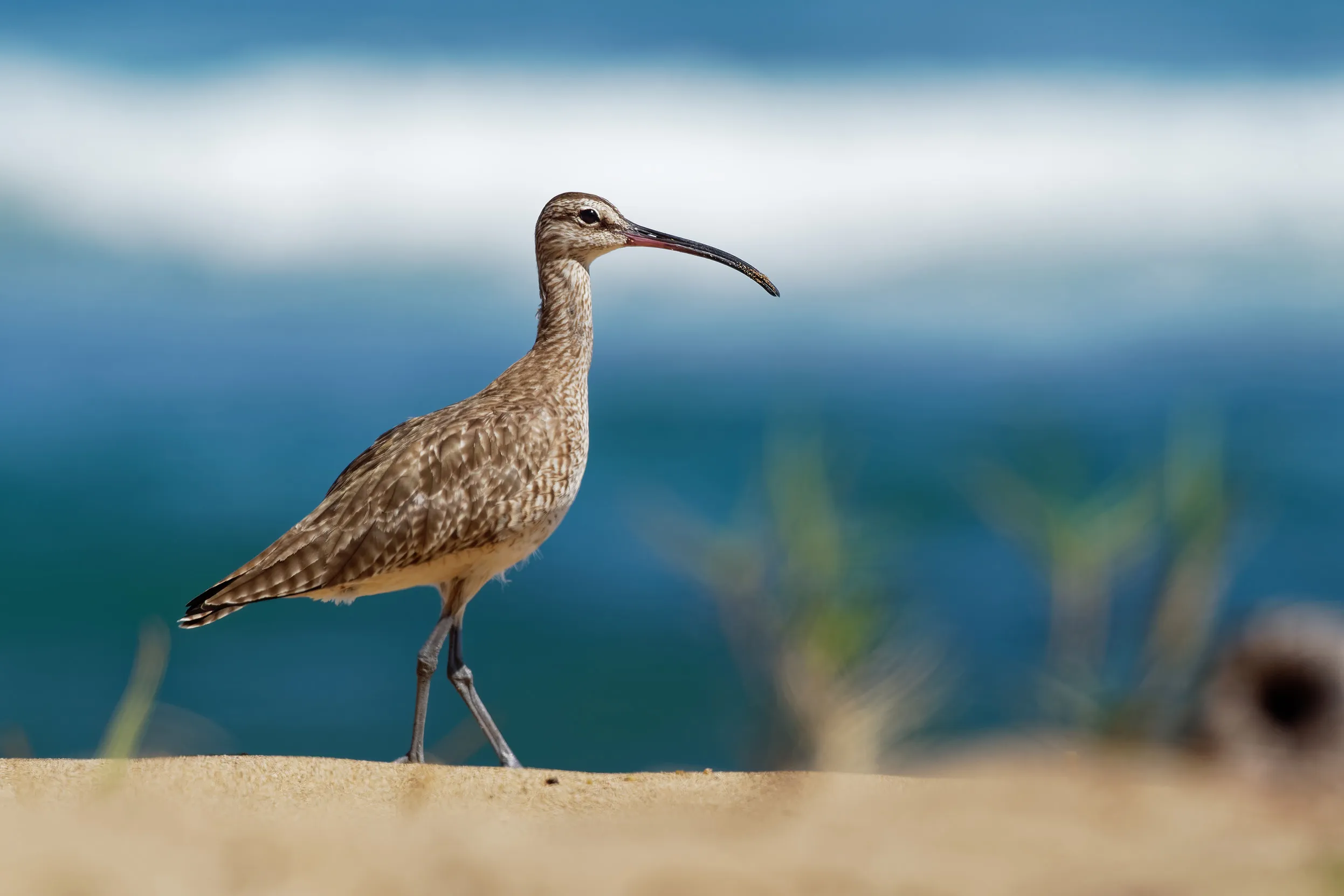 A lone Whimbrel walking along a sandy shoreline.