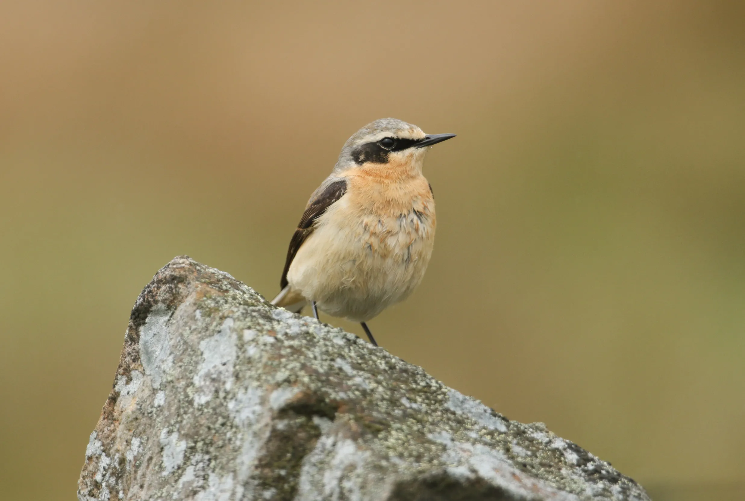 A male Wheatear stood on a rock.
