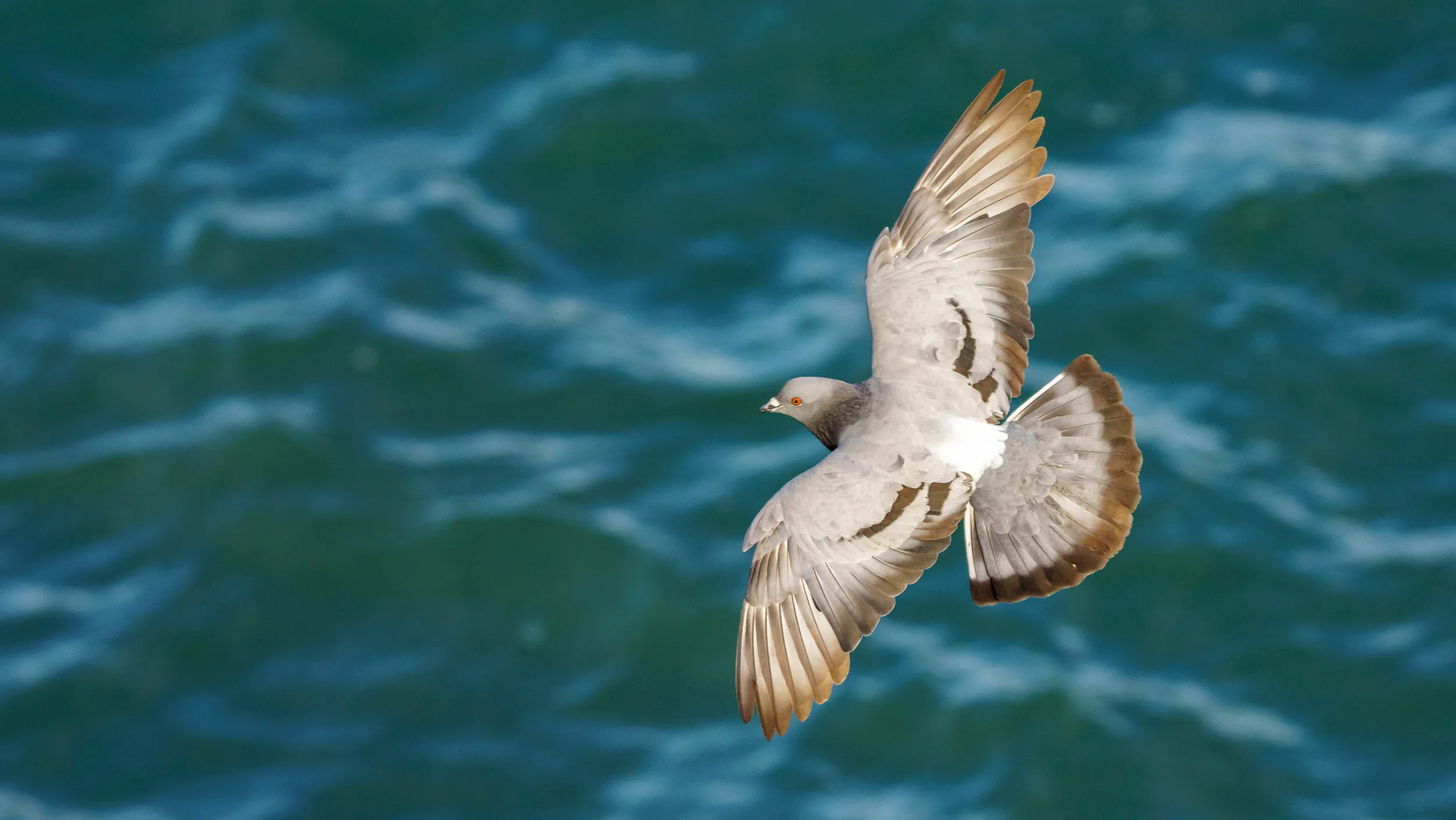 Feral Pigeon flying over the sea