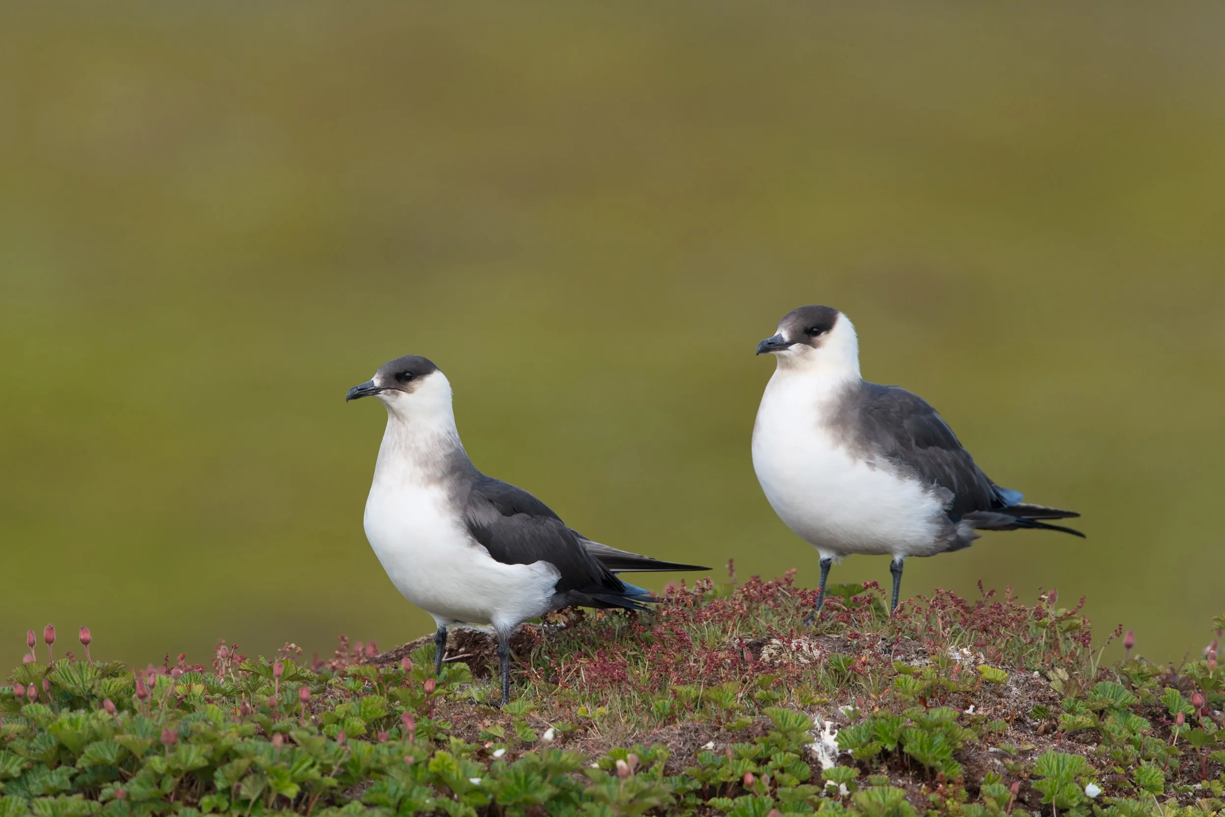 Two Arctic Skua sat on heathland.