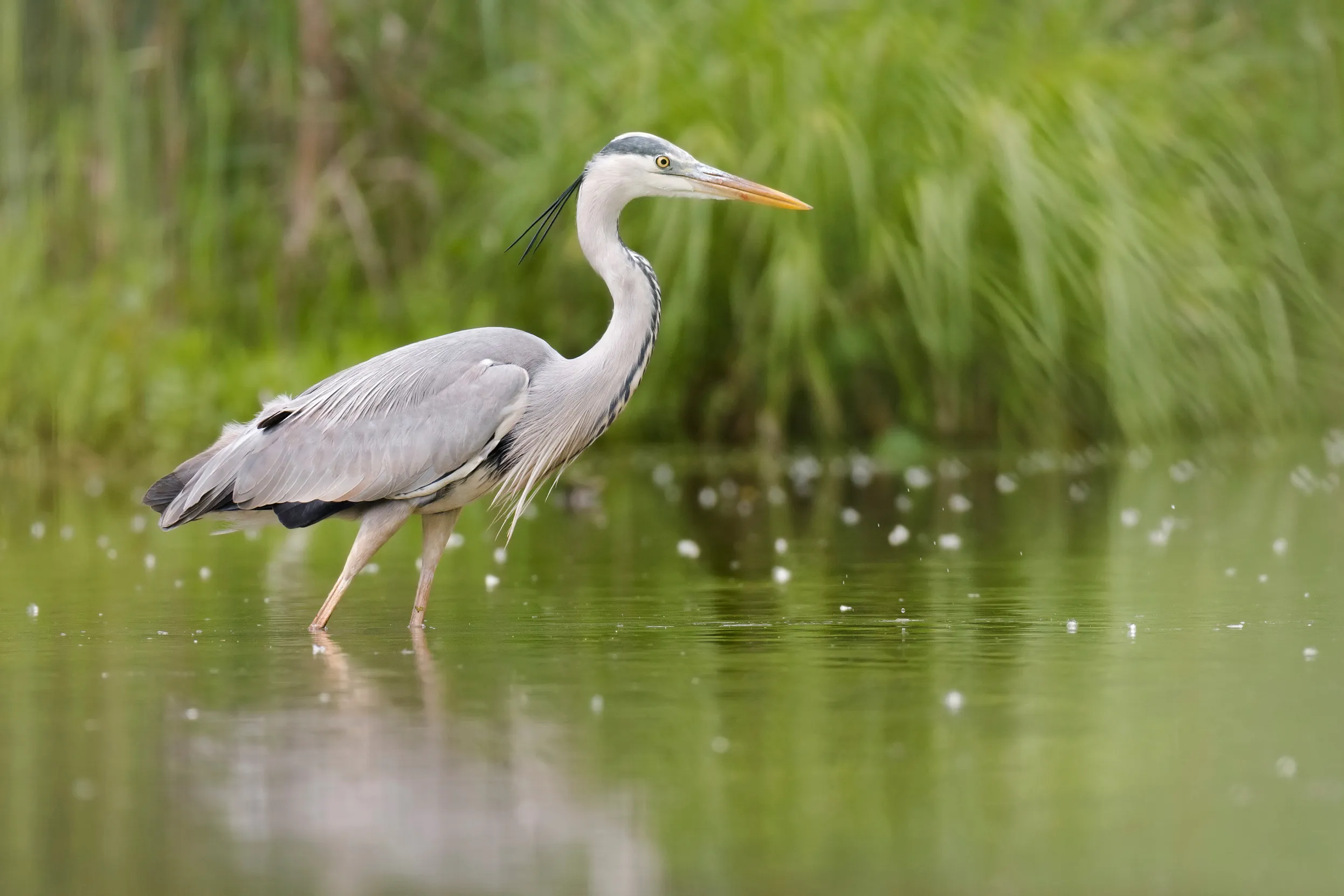 A Grey Heron wading in shallow waters surrounded by reedbeds.