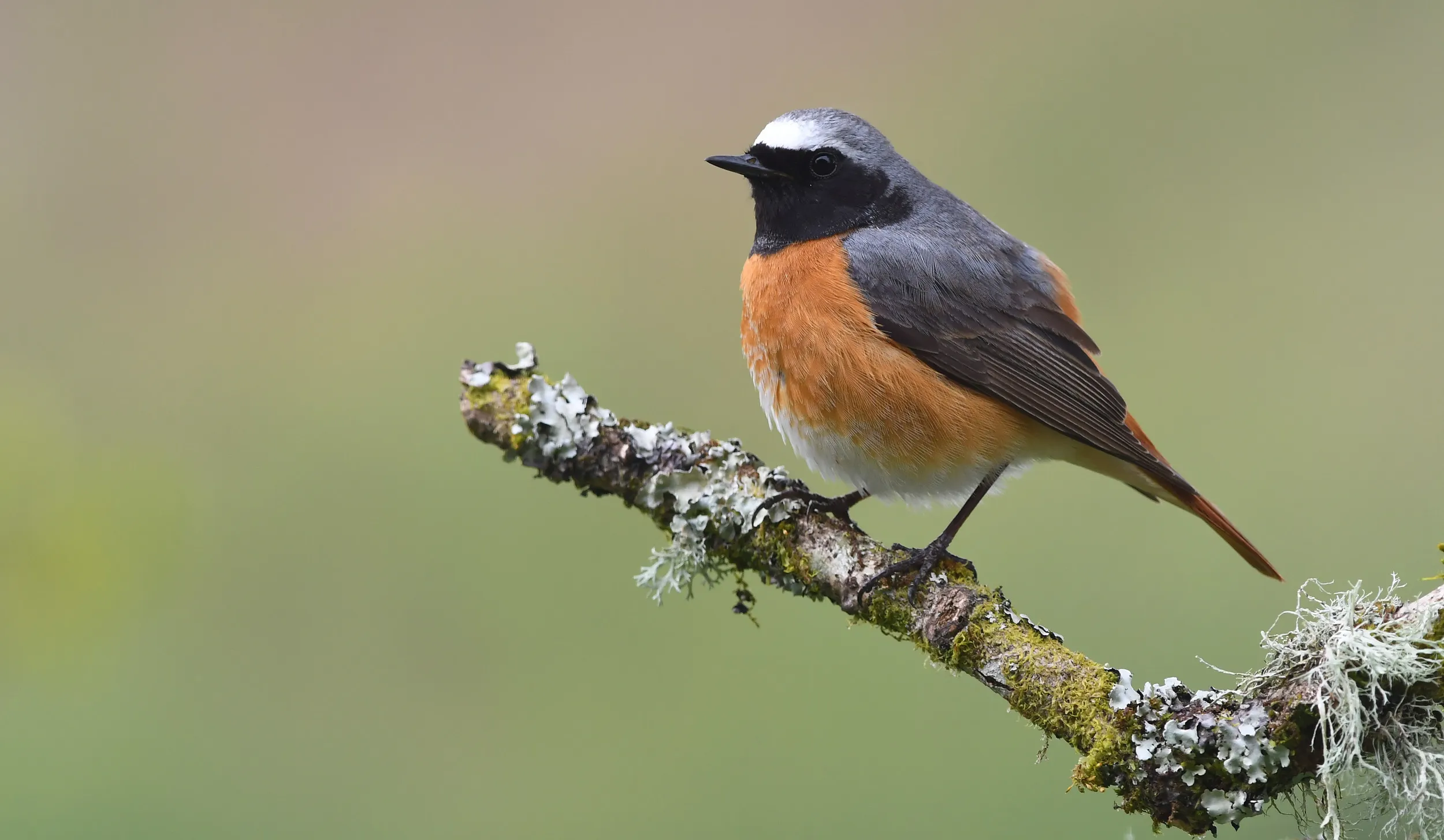 Small bird with black, grey, white and amber plumage - perched on a lichen covered branch.