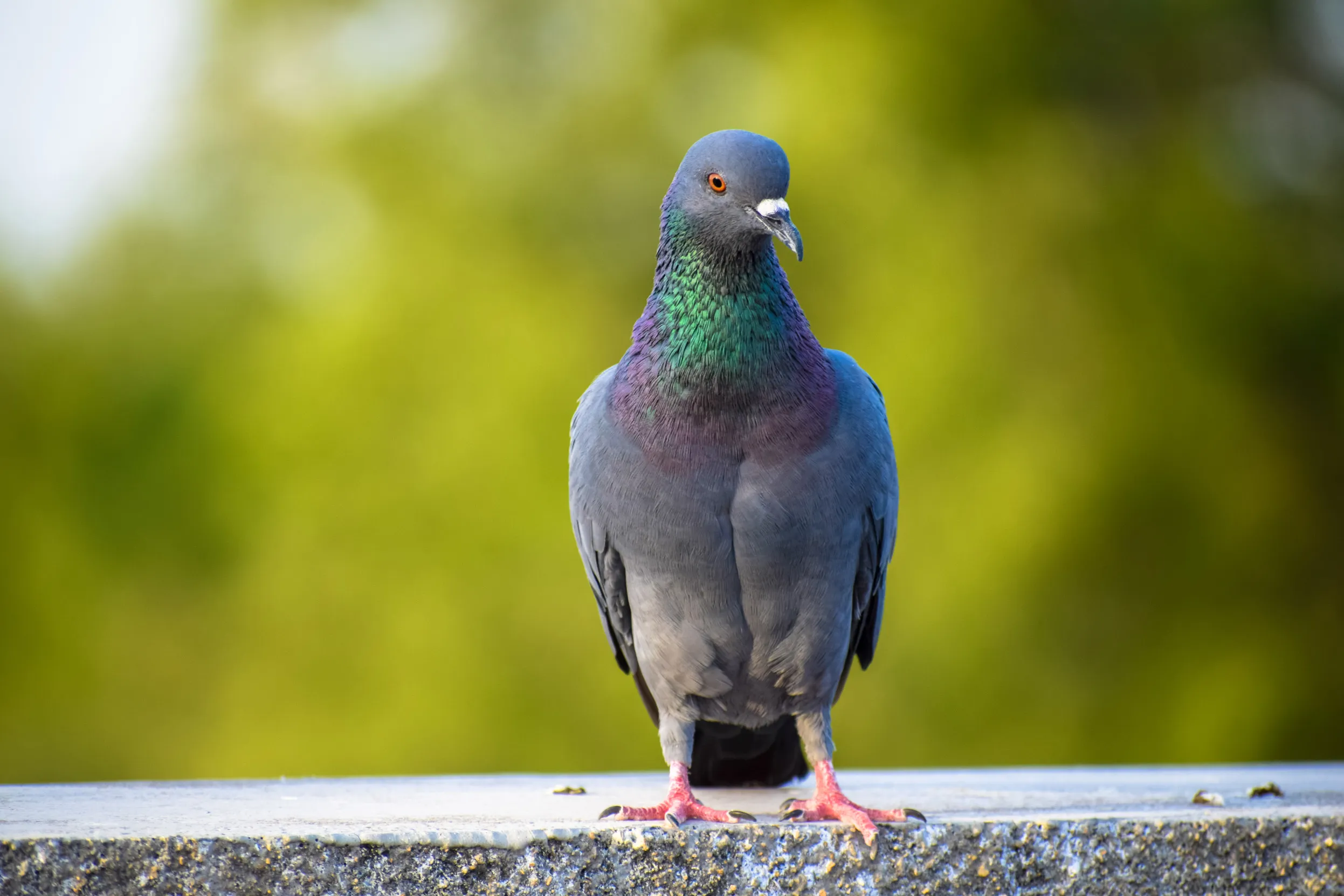 A lone Rock Dove perched on a stone platform with trees behind.