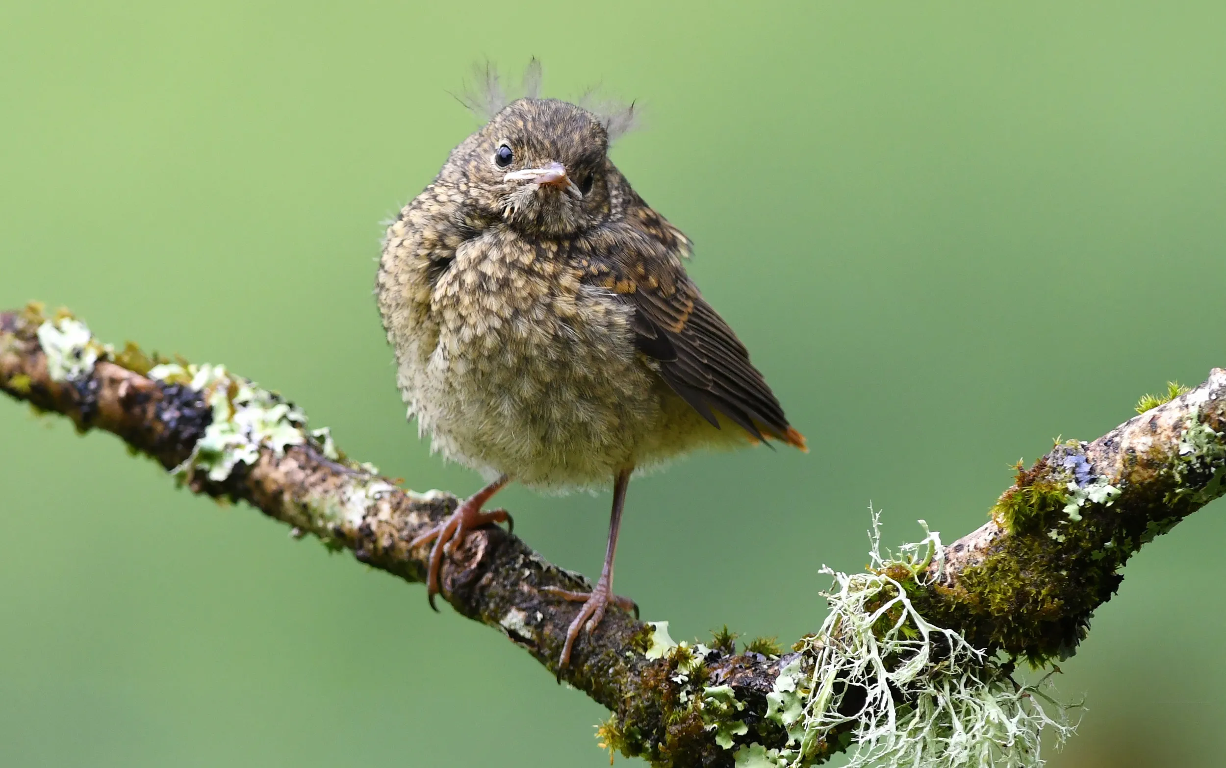 A juvenile Robin perched on a branch.
