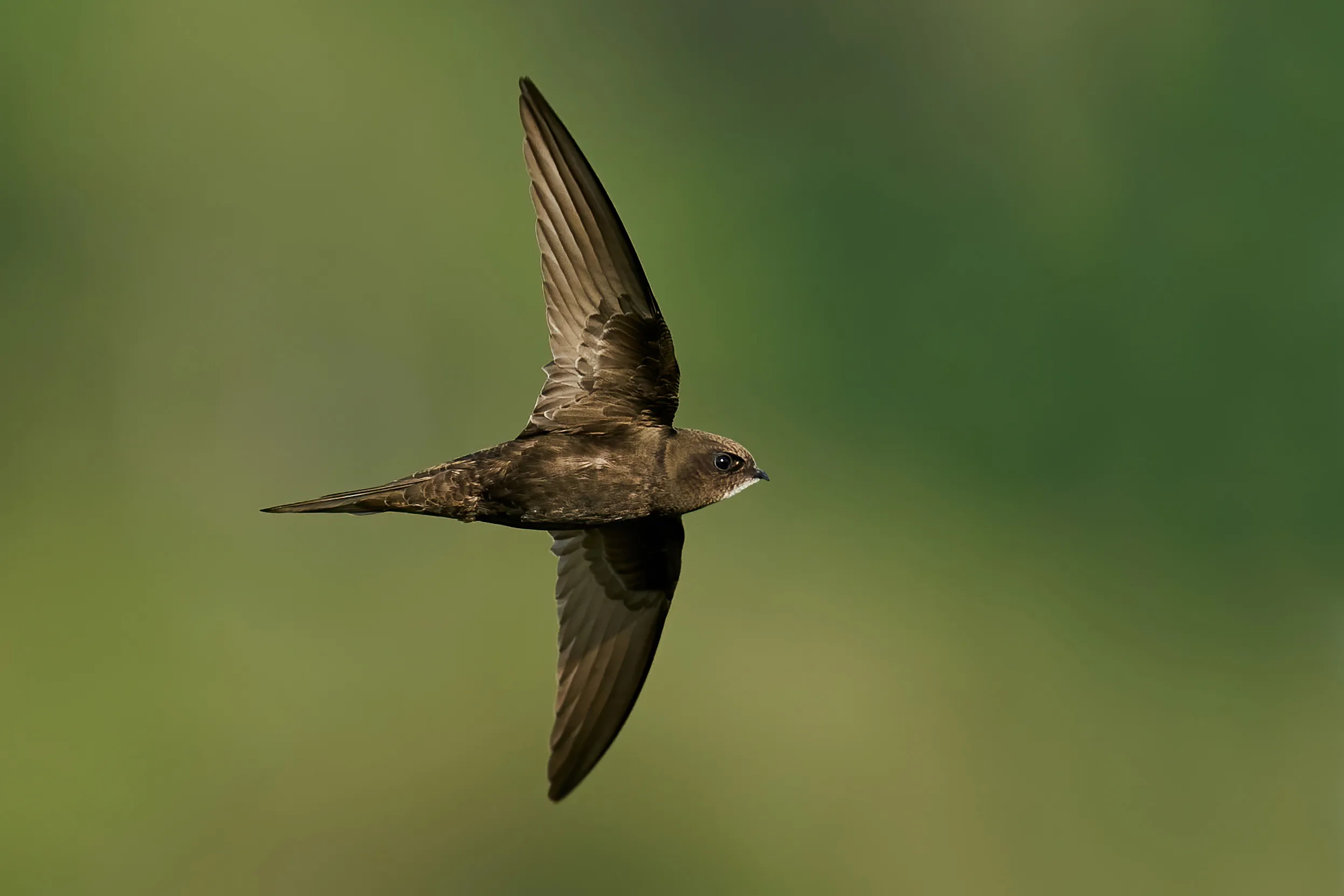 A Swift in mid flight, sideways, against a background of trees.