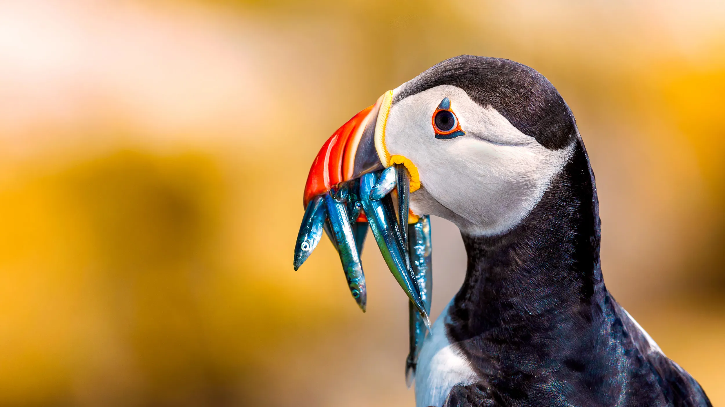 A close up view of a Puffin with sandeels in its mouth.