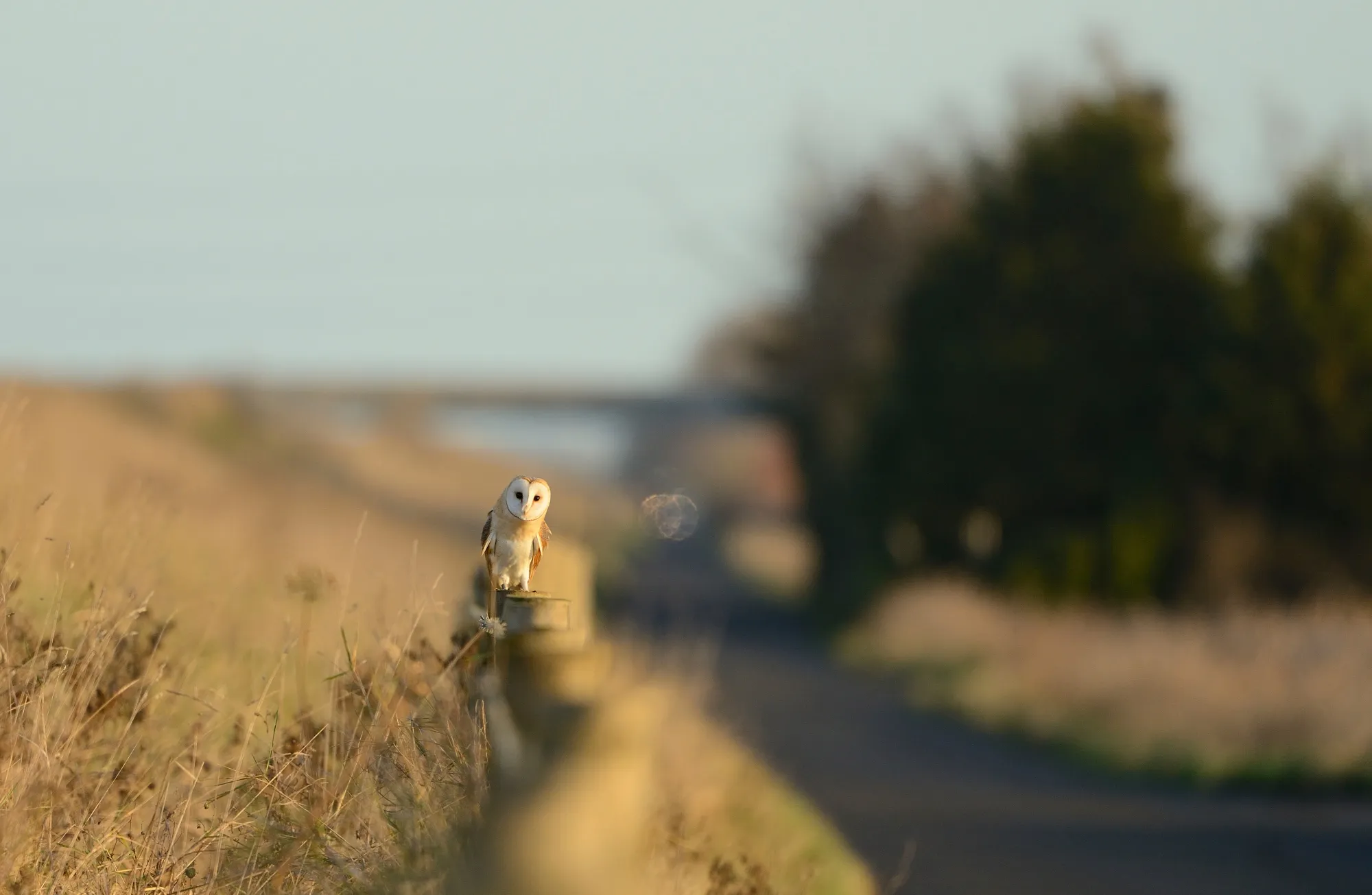 Barn Owl, perched on fence post by the side of a road