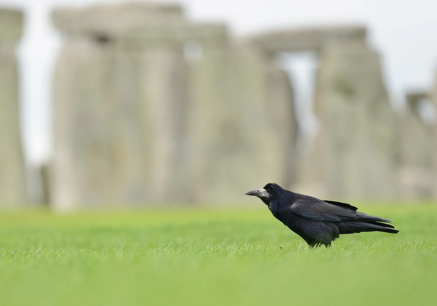 Rook foraging on grass with the backdrop of Stonehenge