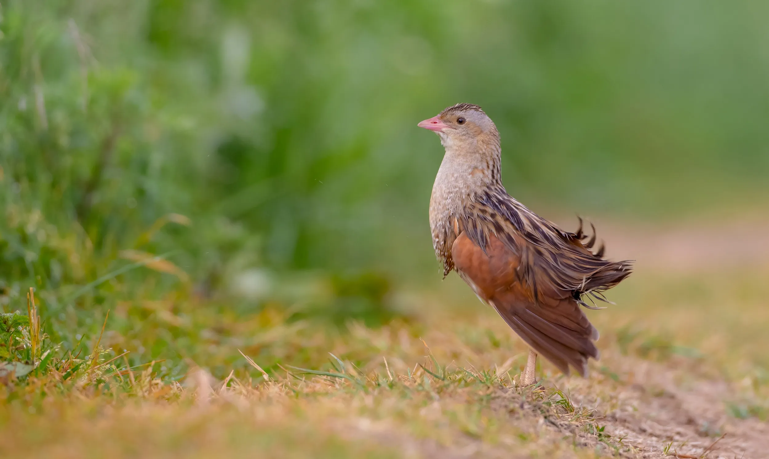 A male Corncrake walking on a path towards long grassland.
