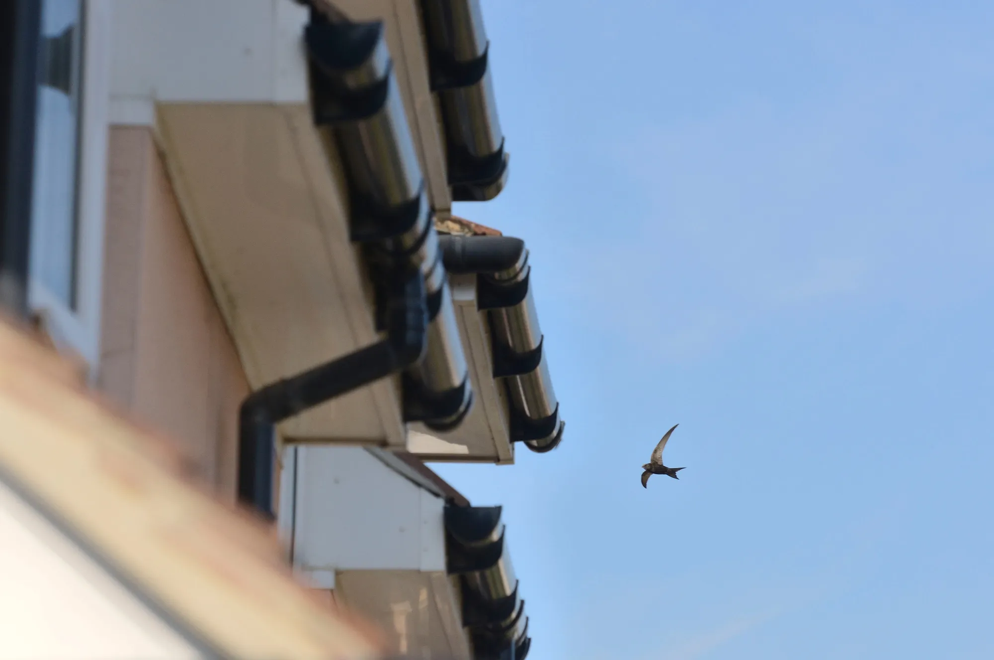 Swift, flying over rooftop where they are actively encouraged to nest in houses