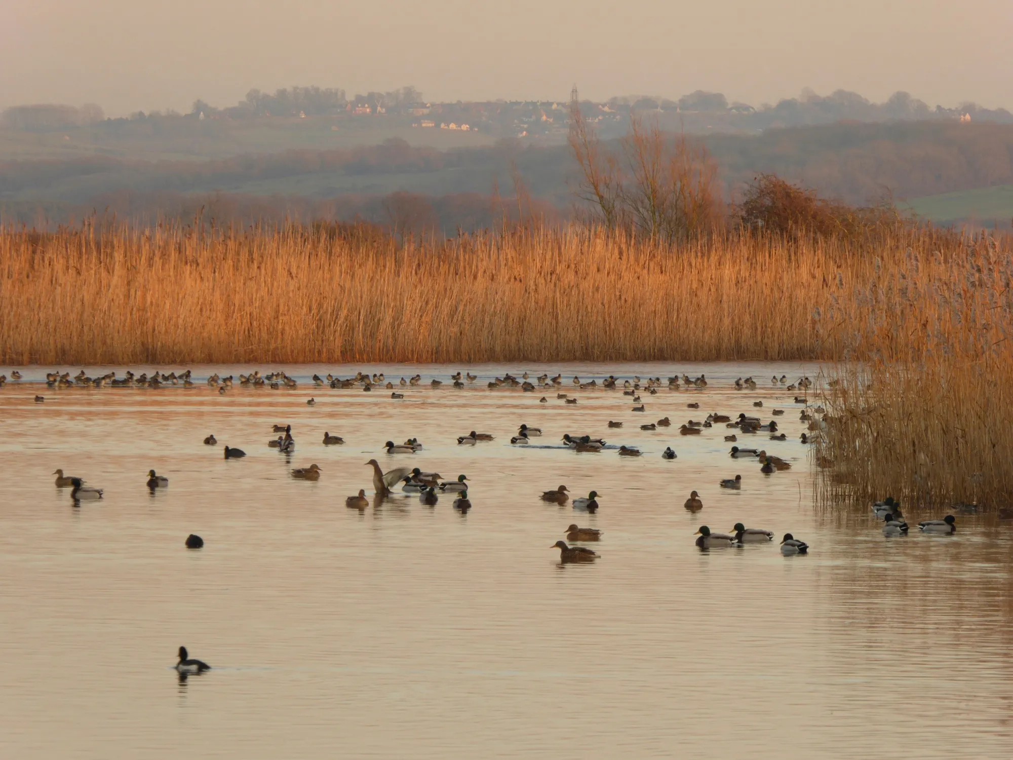 Otmoor, variety of wildfowl on reedbed lagoon at sunset