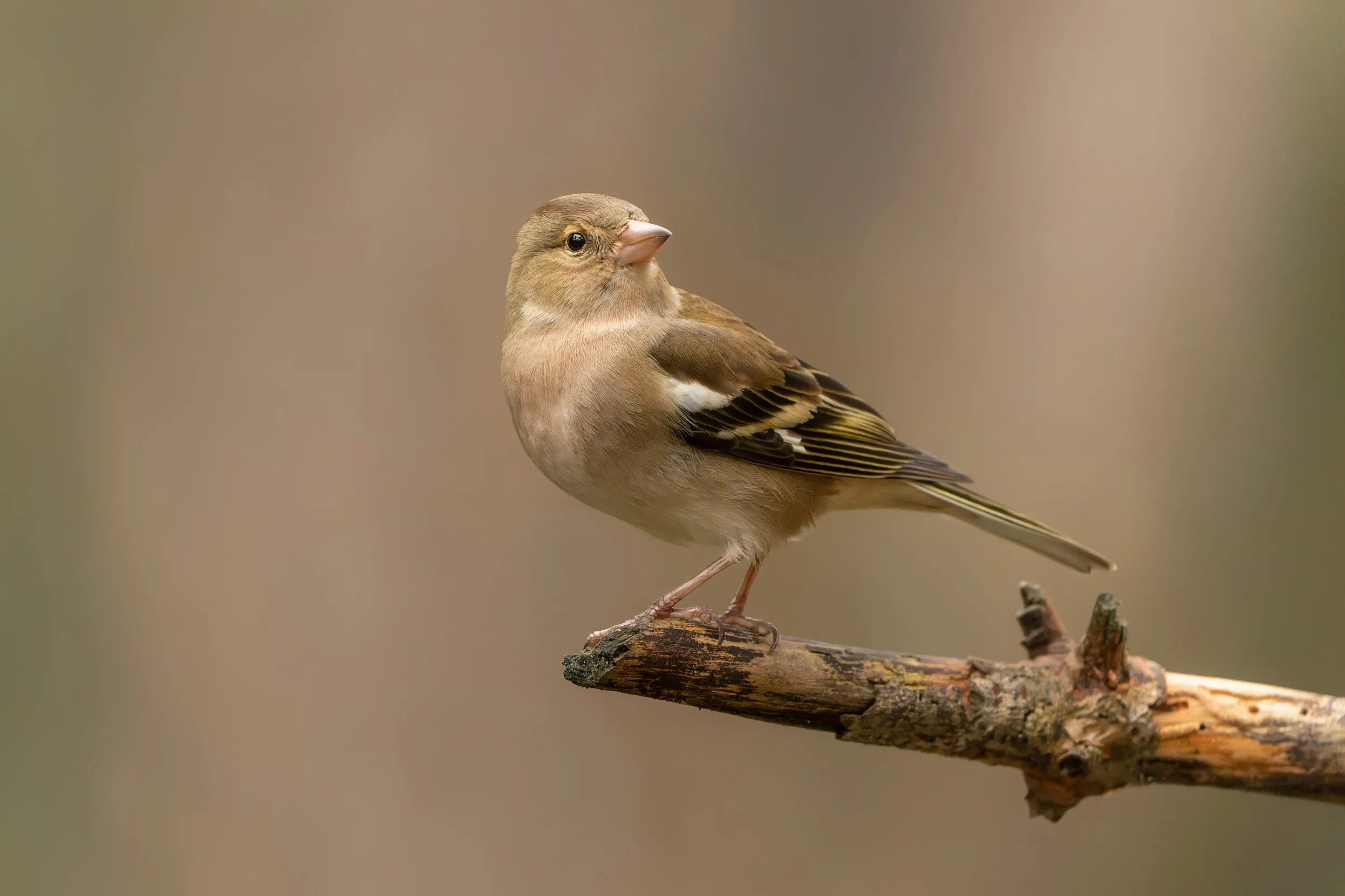 Female Chaffinch perched on a branch.