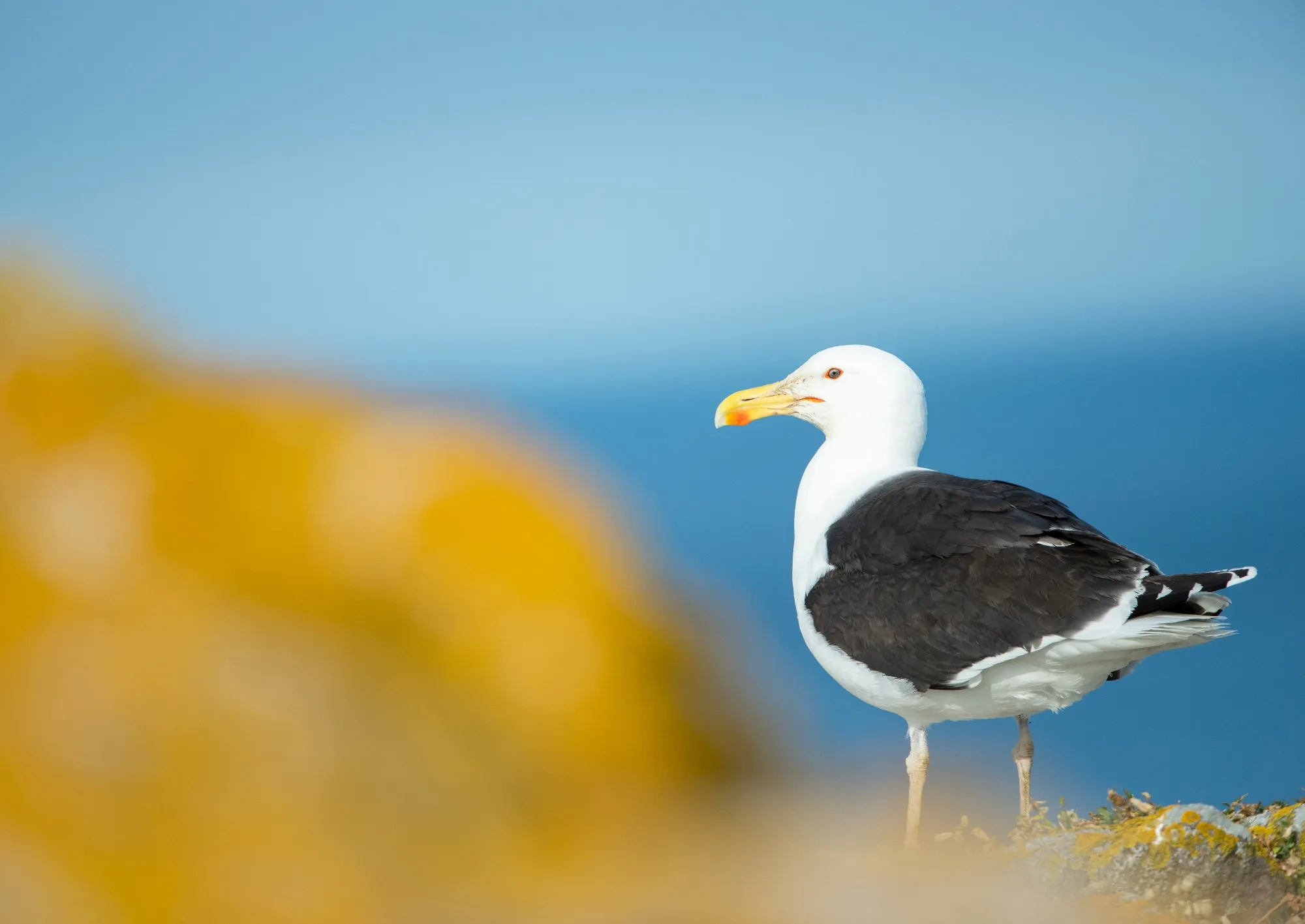 A lone Great Black-backed Gull stood on a cliffs edge overlooking the sea.