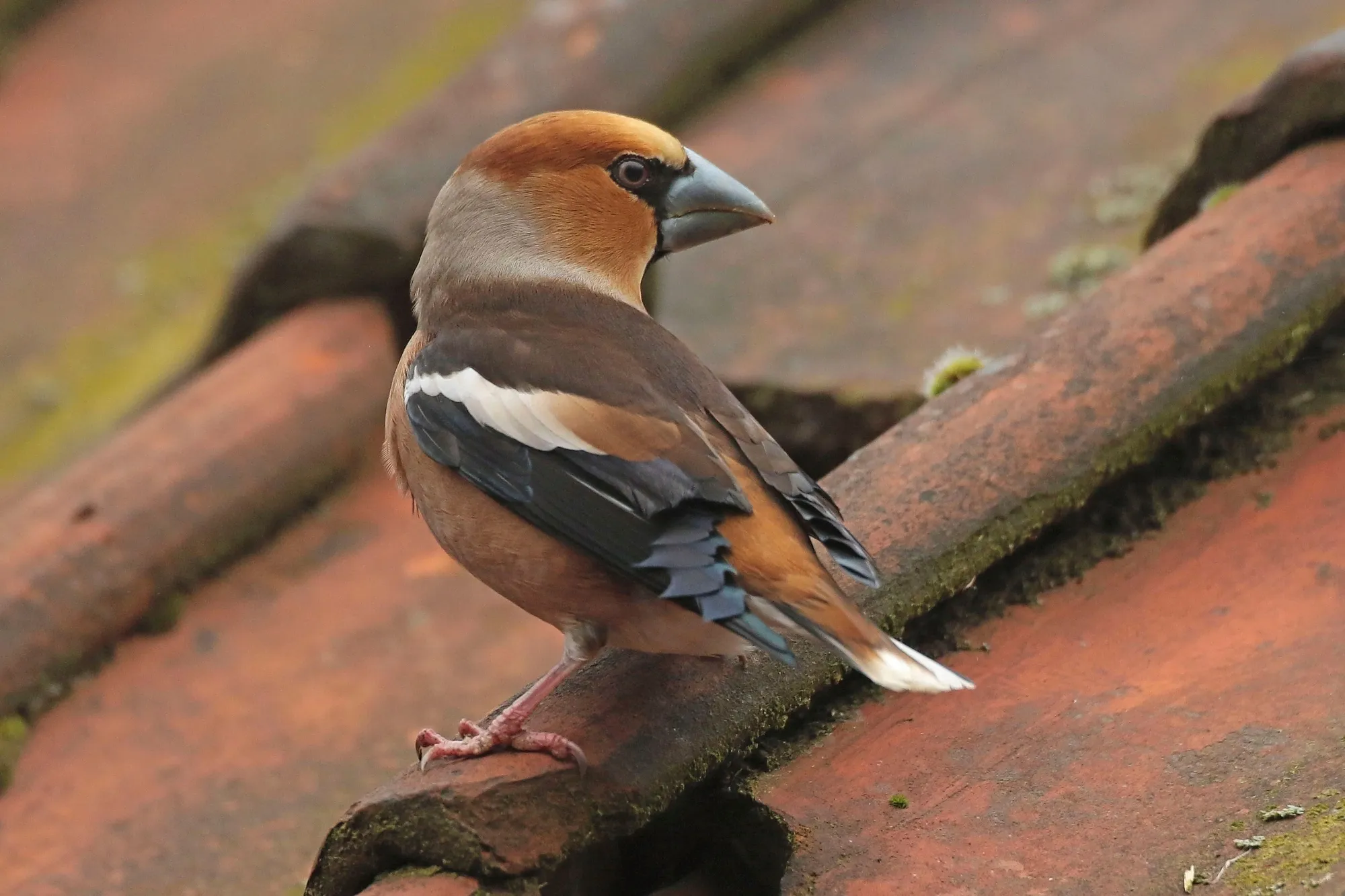 A lone Hawfinch perched on a roof tile looking backwards.