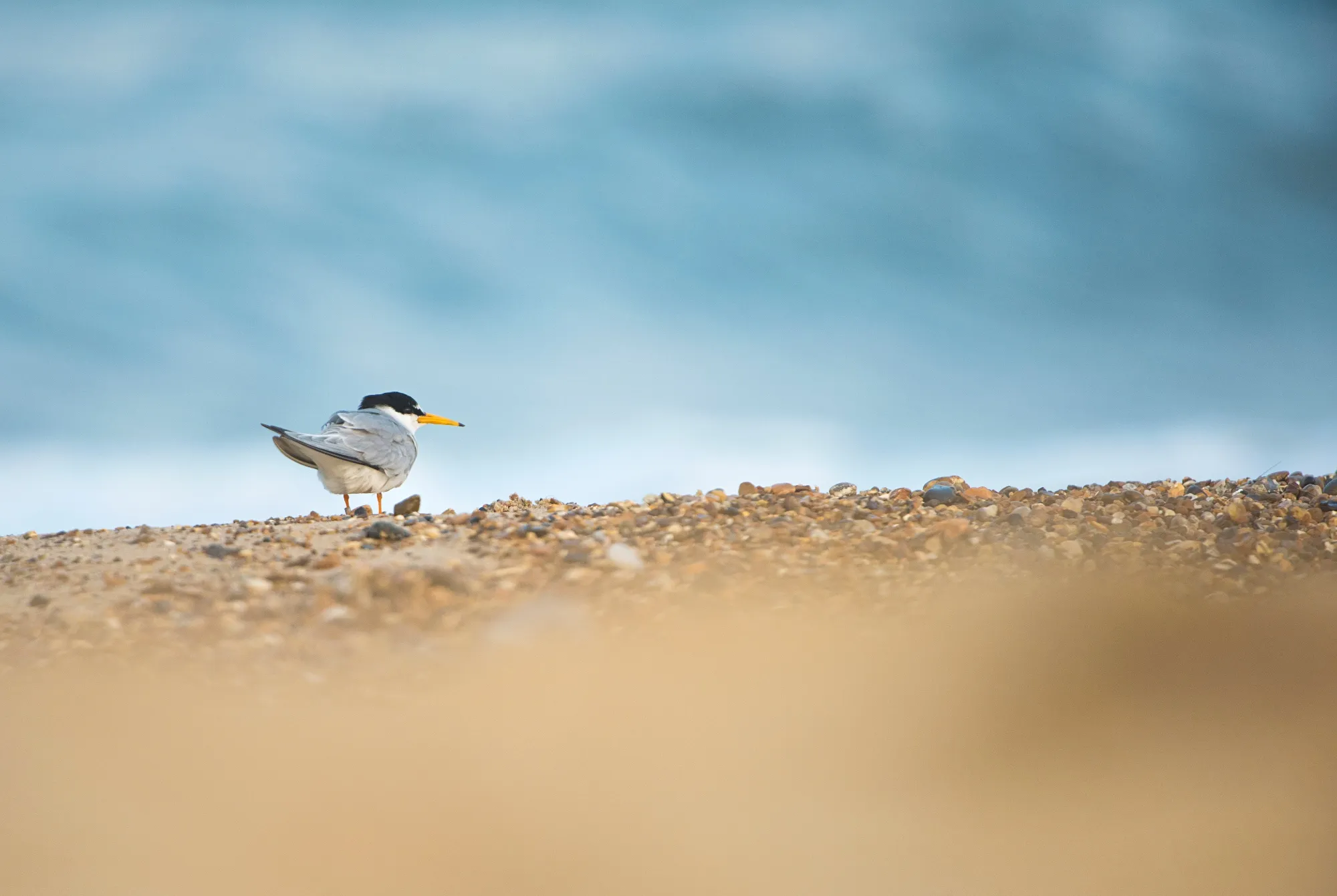 Little Tern on pebbles
