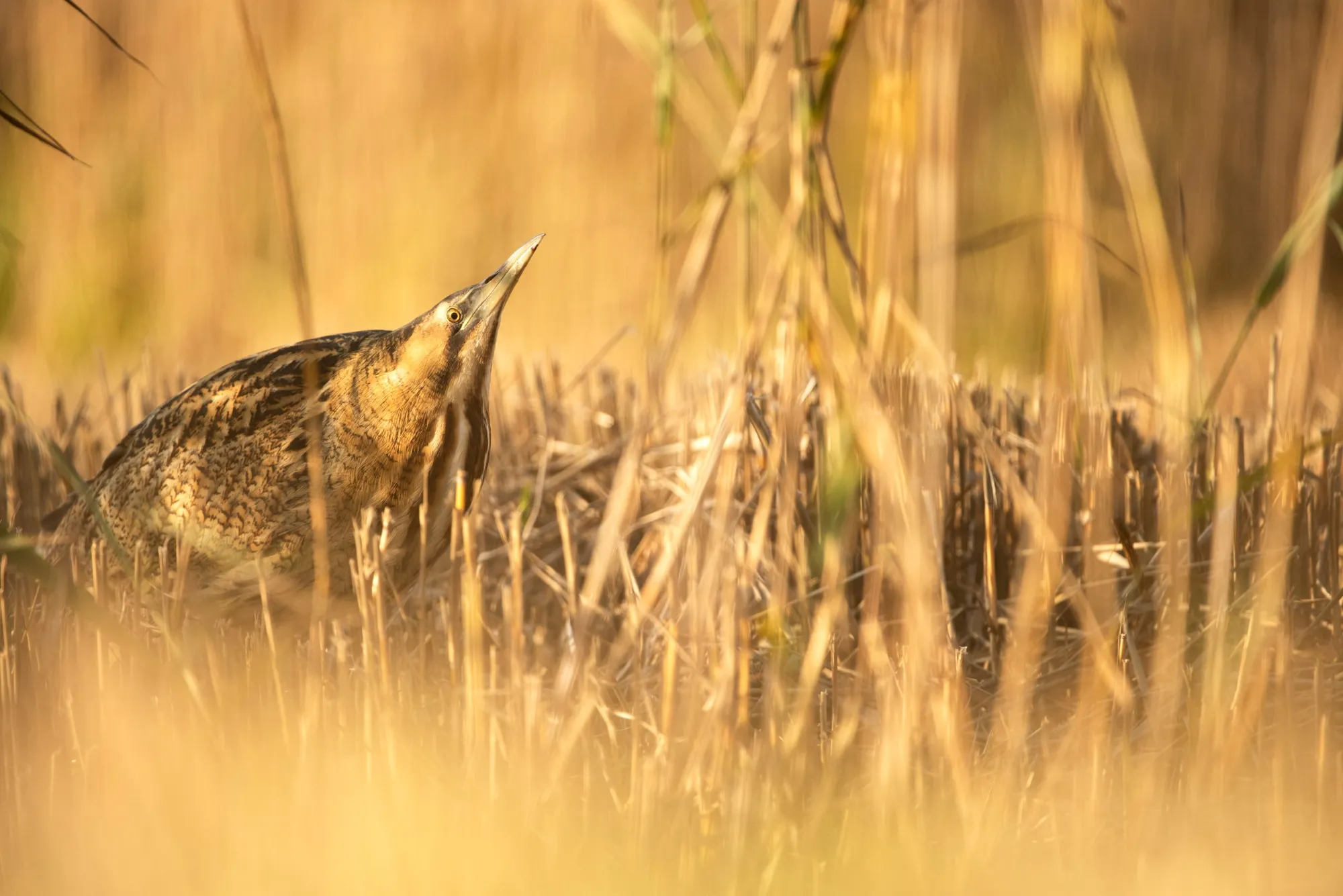 A lone Bittern emerging from a reedbed.