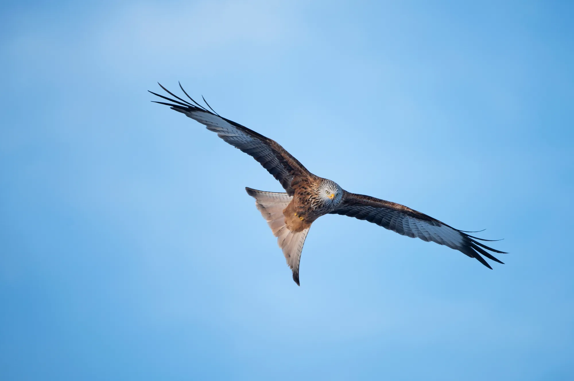 A Red Kite in flight against a blue sky.