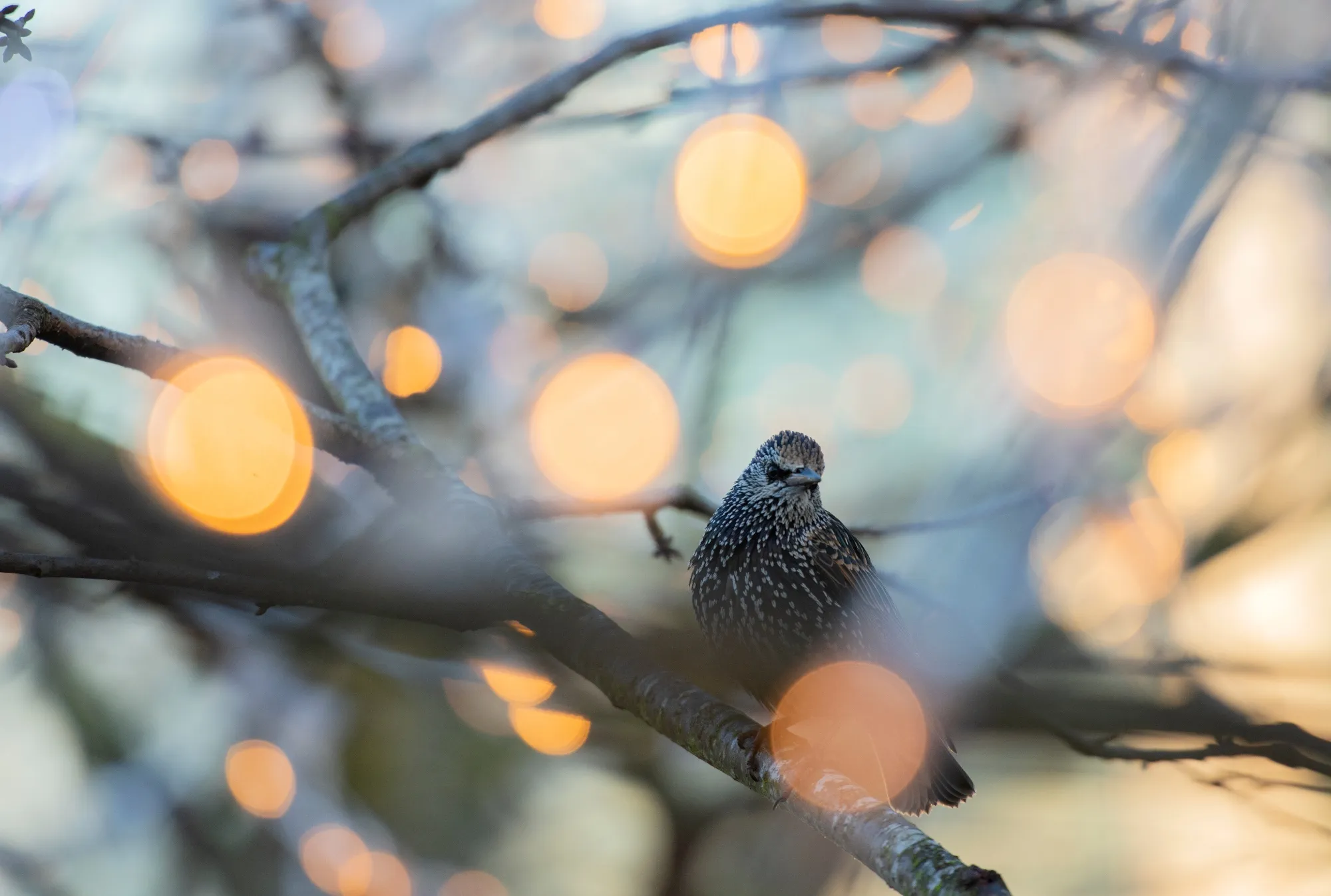 Starling, adult in winter plumage perched in tree around a Christmas market that has been laden with fairy lights