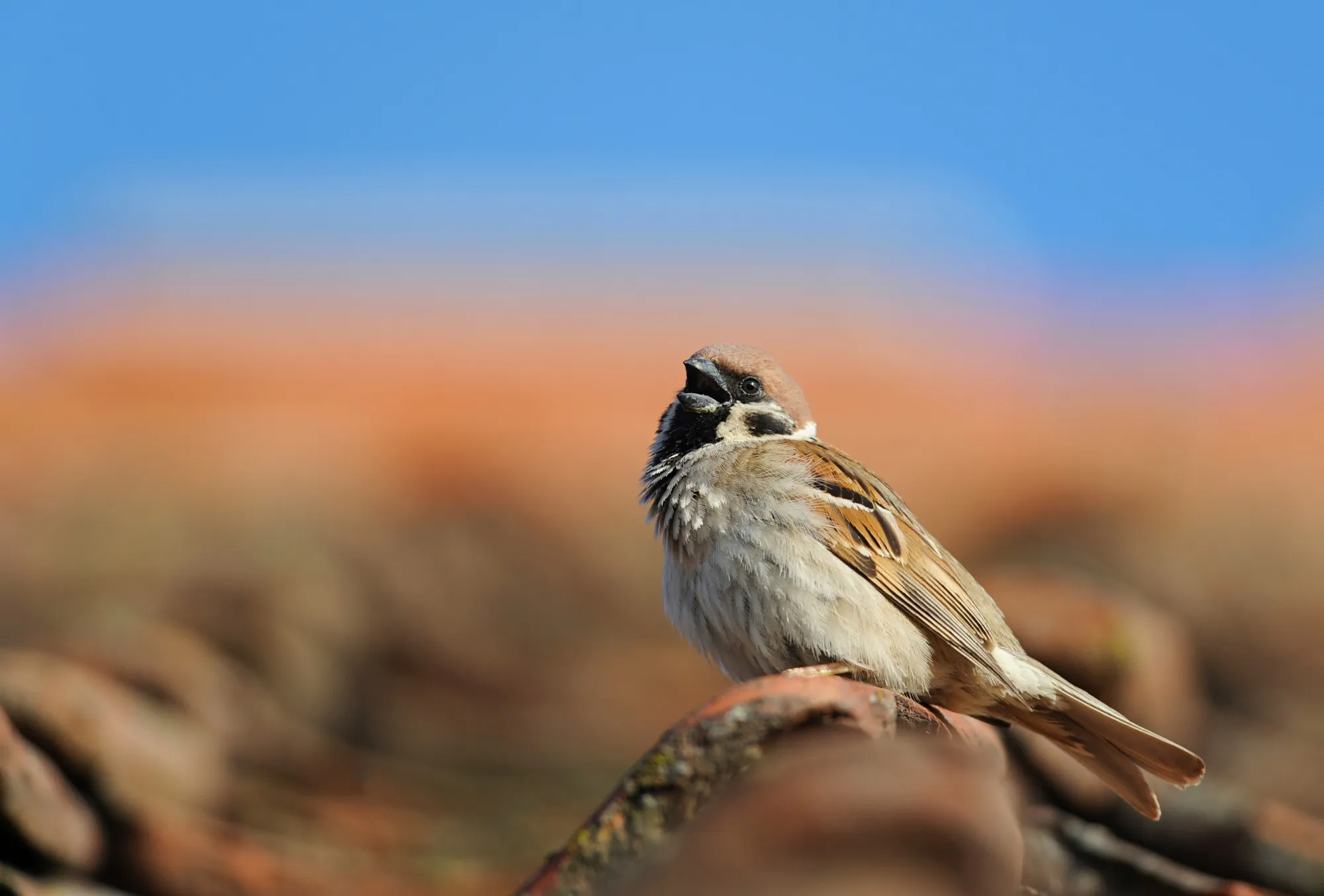 Tree Sparrow, calling from the rooftop
