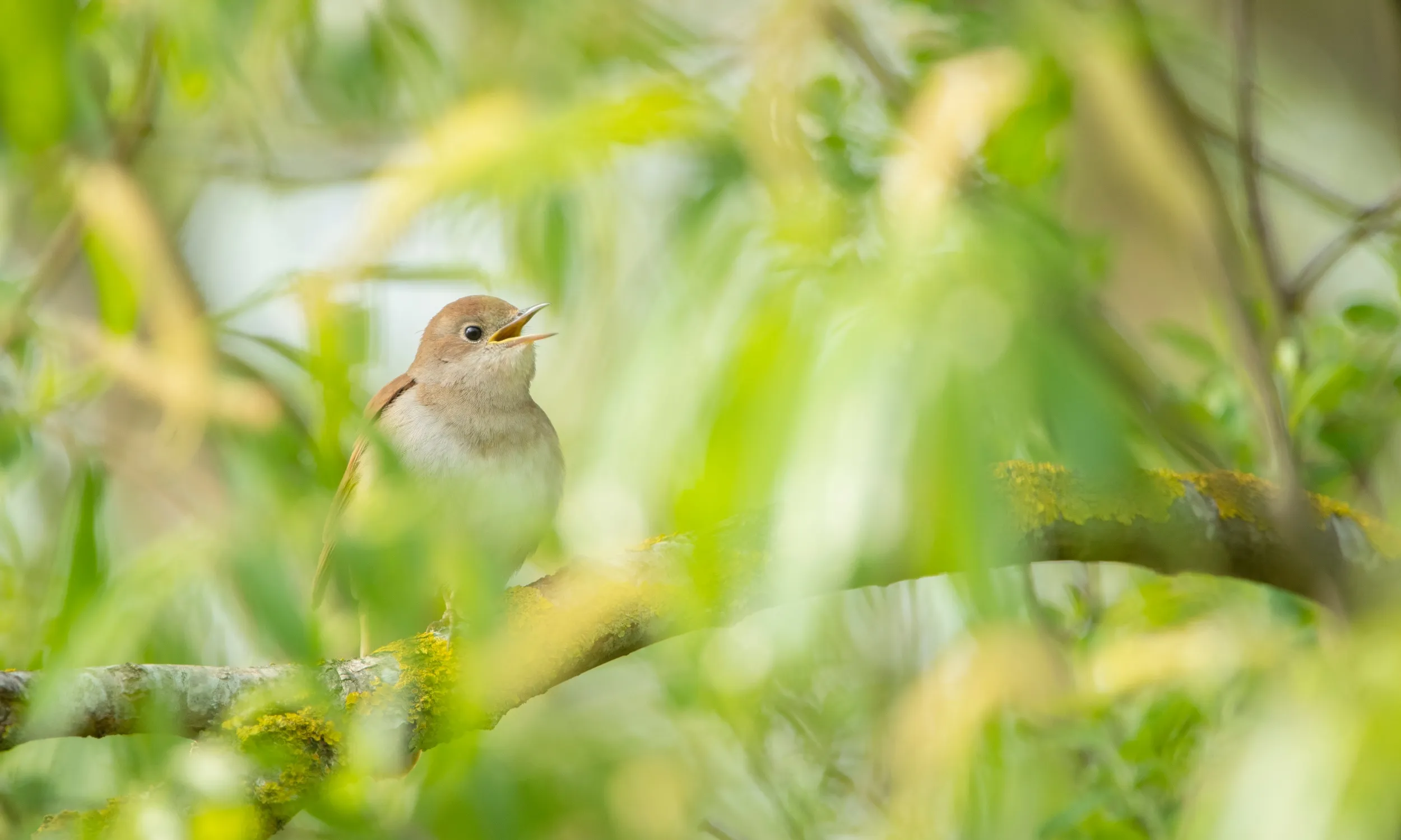 Nightingale, adult male singing in willow