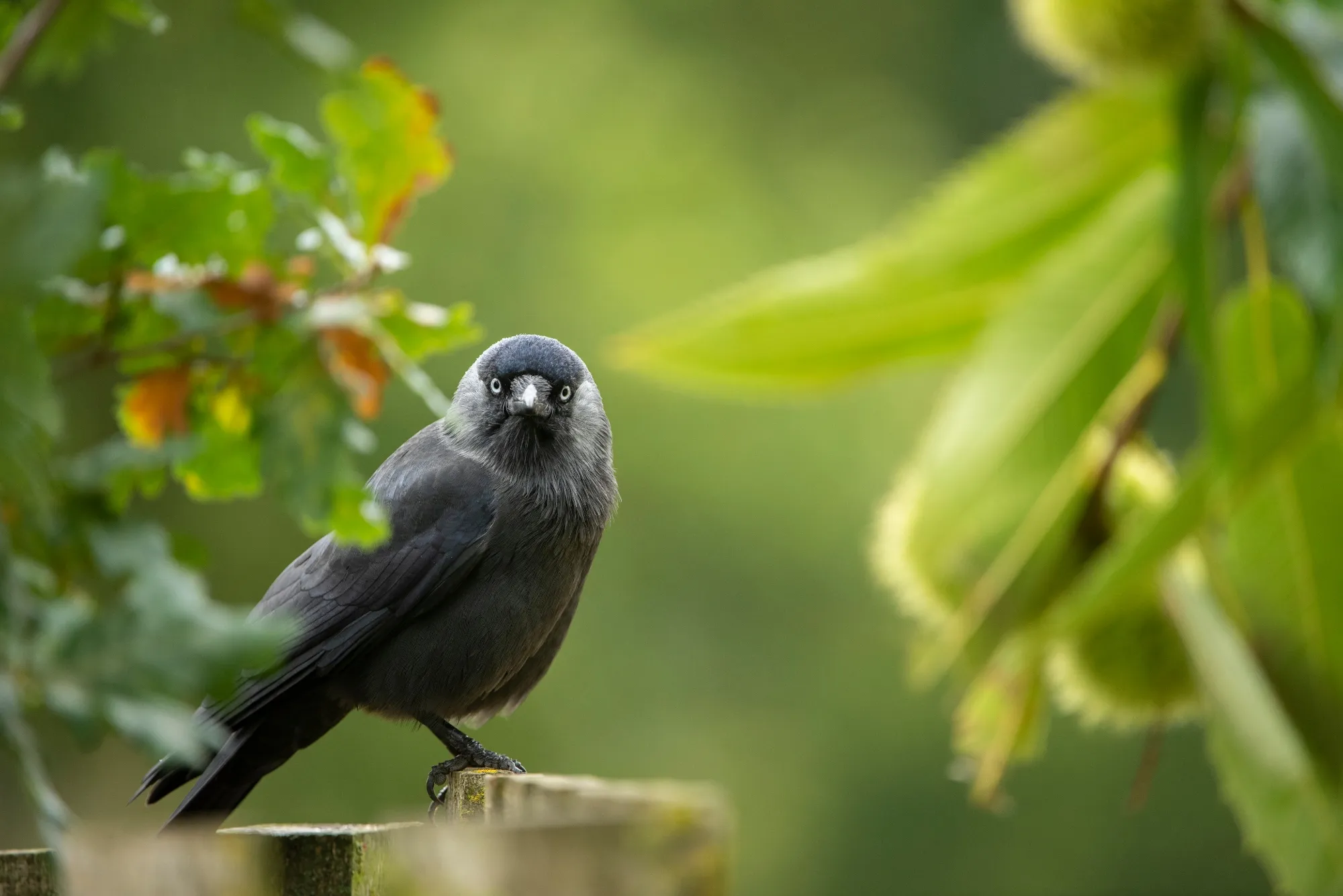 Jackdaw sat on a fence within greenery