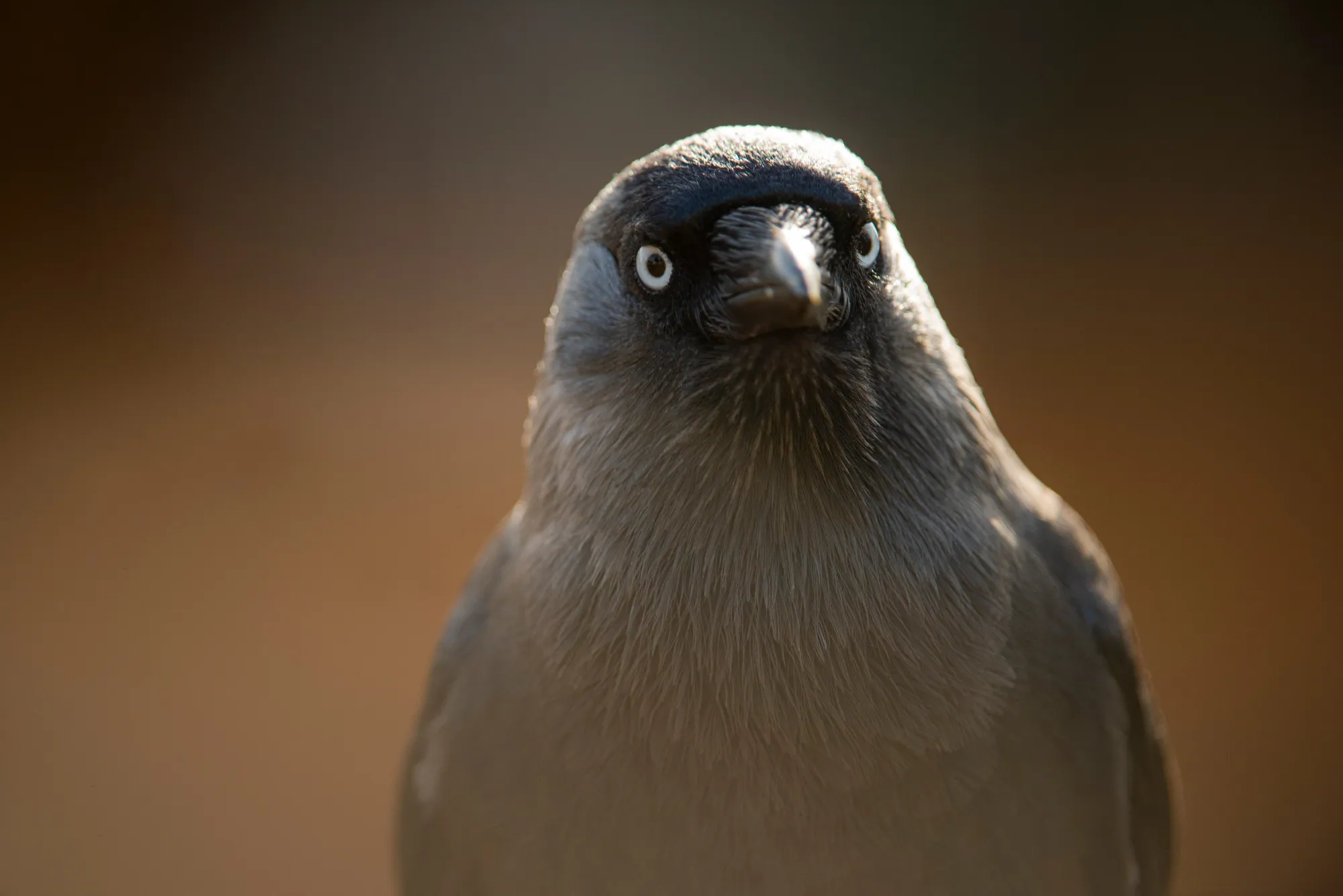 Close up of an adult Jackdaw