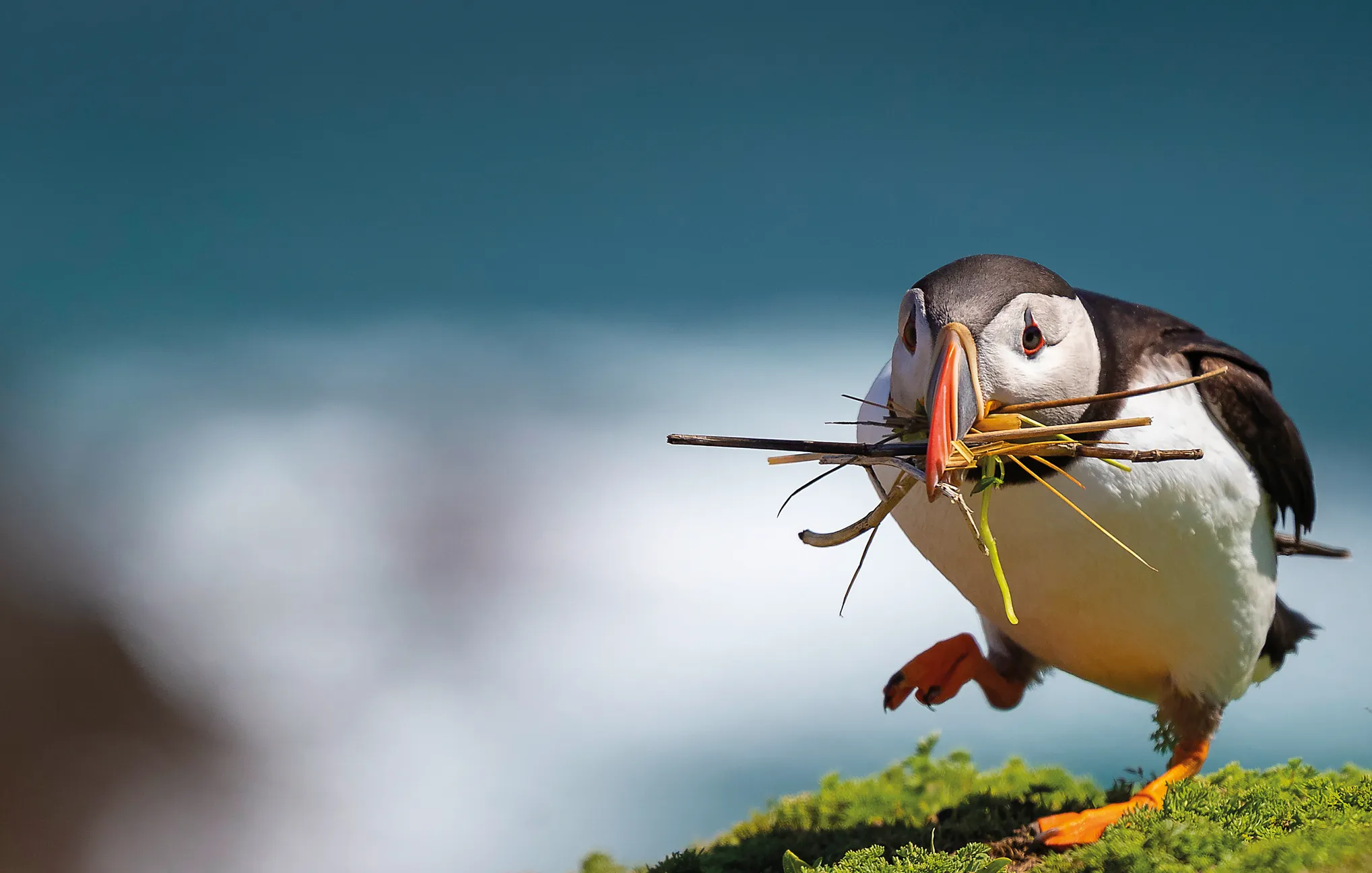 A Puffin hopping along a mossy bank with nesting material in its beak. 