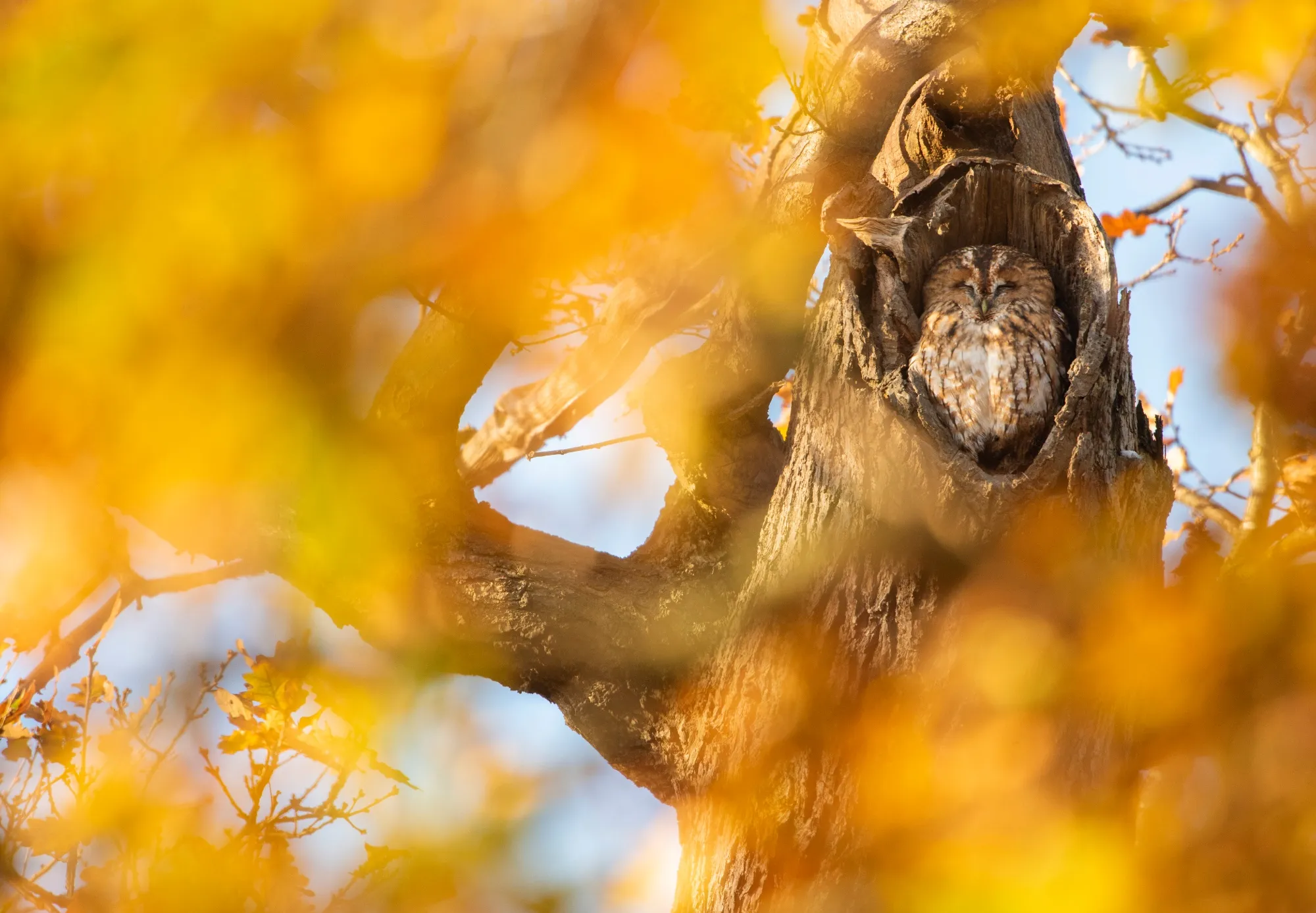 A Tawny Owl asleep in it's hollow in an oak tree during autumn with orange leaves surrounding the bird.