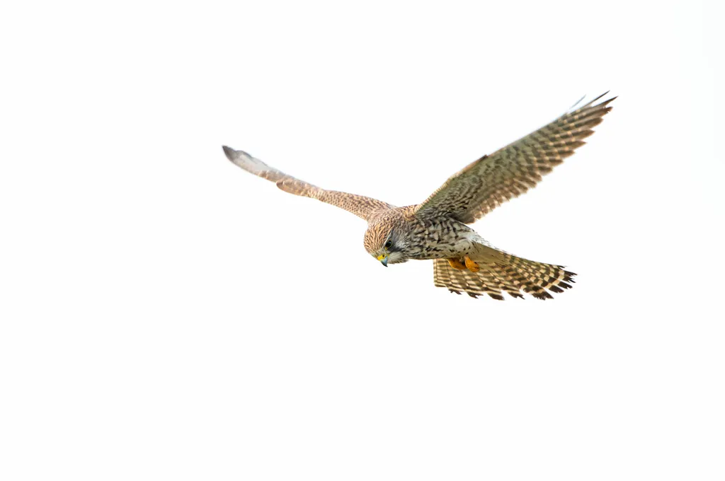 A Common Kestrel shown with its wings spread wide, hovering in the air.