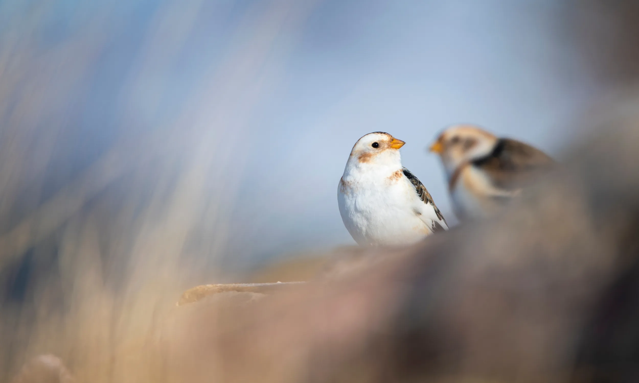 Snow Bunting, adult male and female stood on stone wall, Cairngorms National Park, Scotland